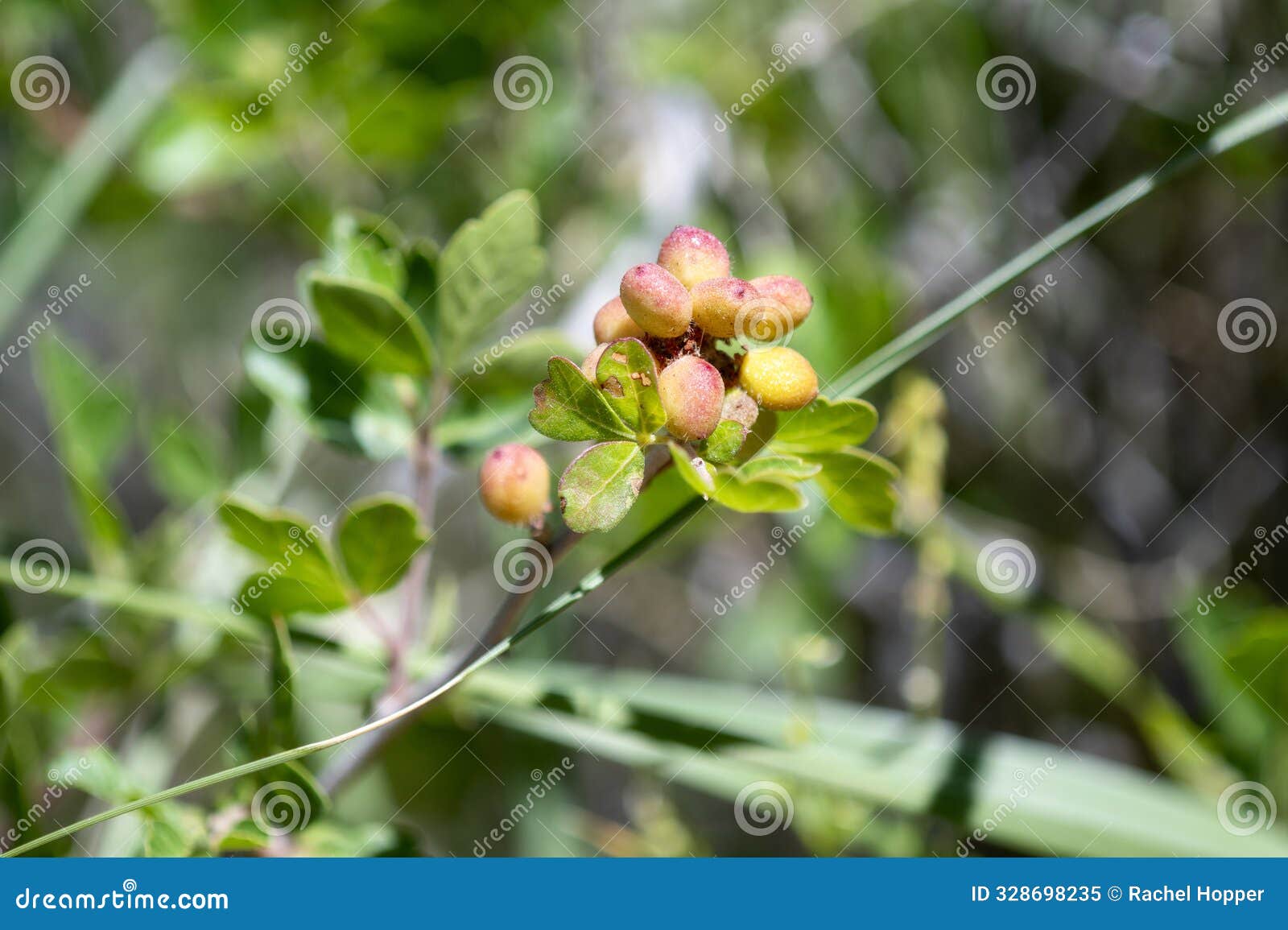 skunkbush sumac rhus trilobata in full bloom amongst colorado vibrant wilderness