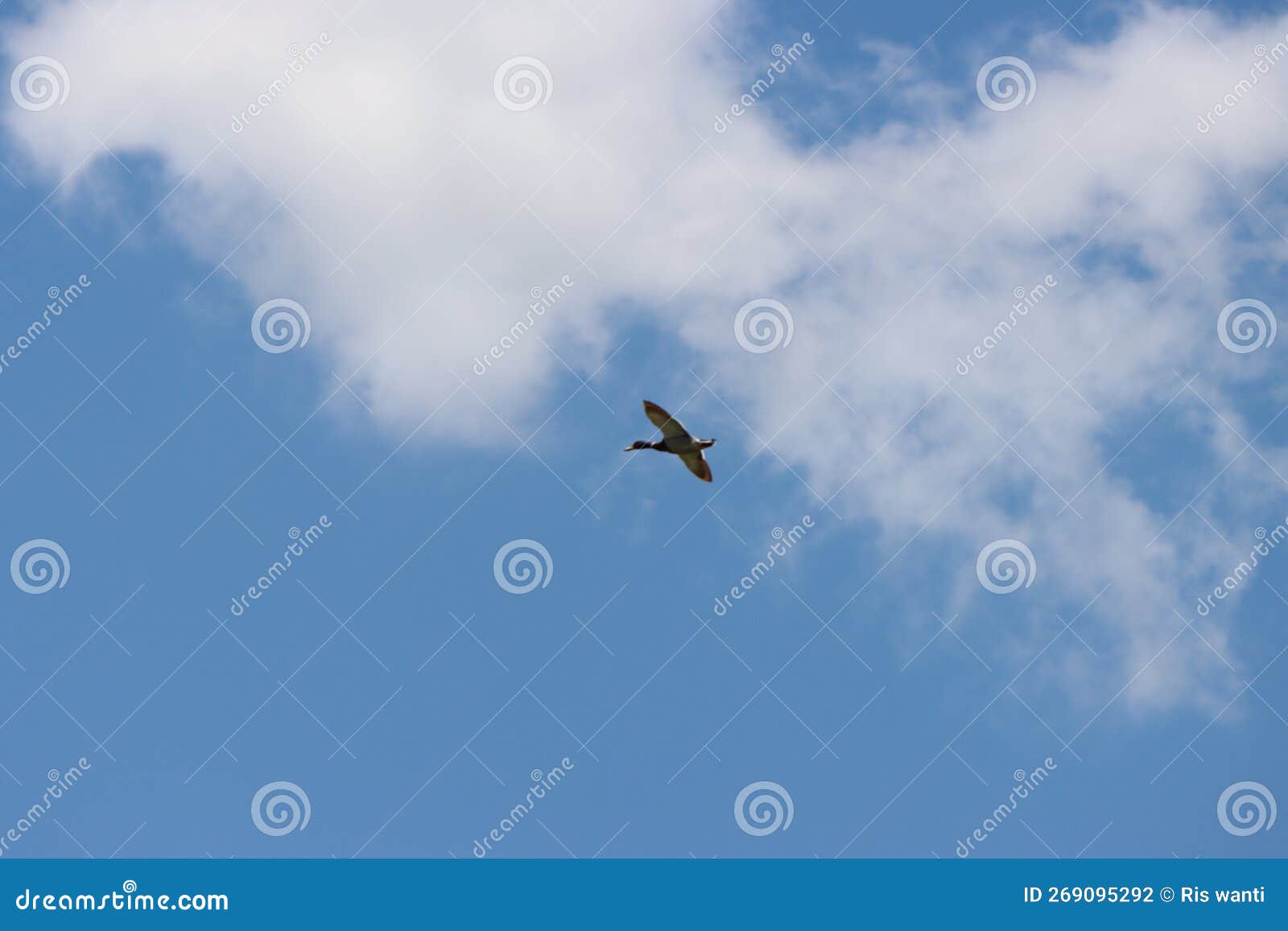 sky background with flying bird. germano reale in volo.