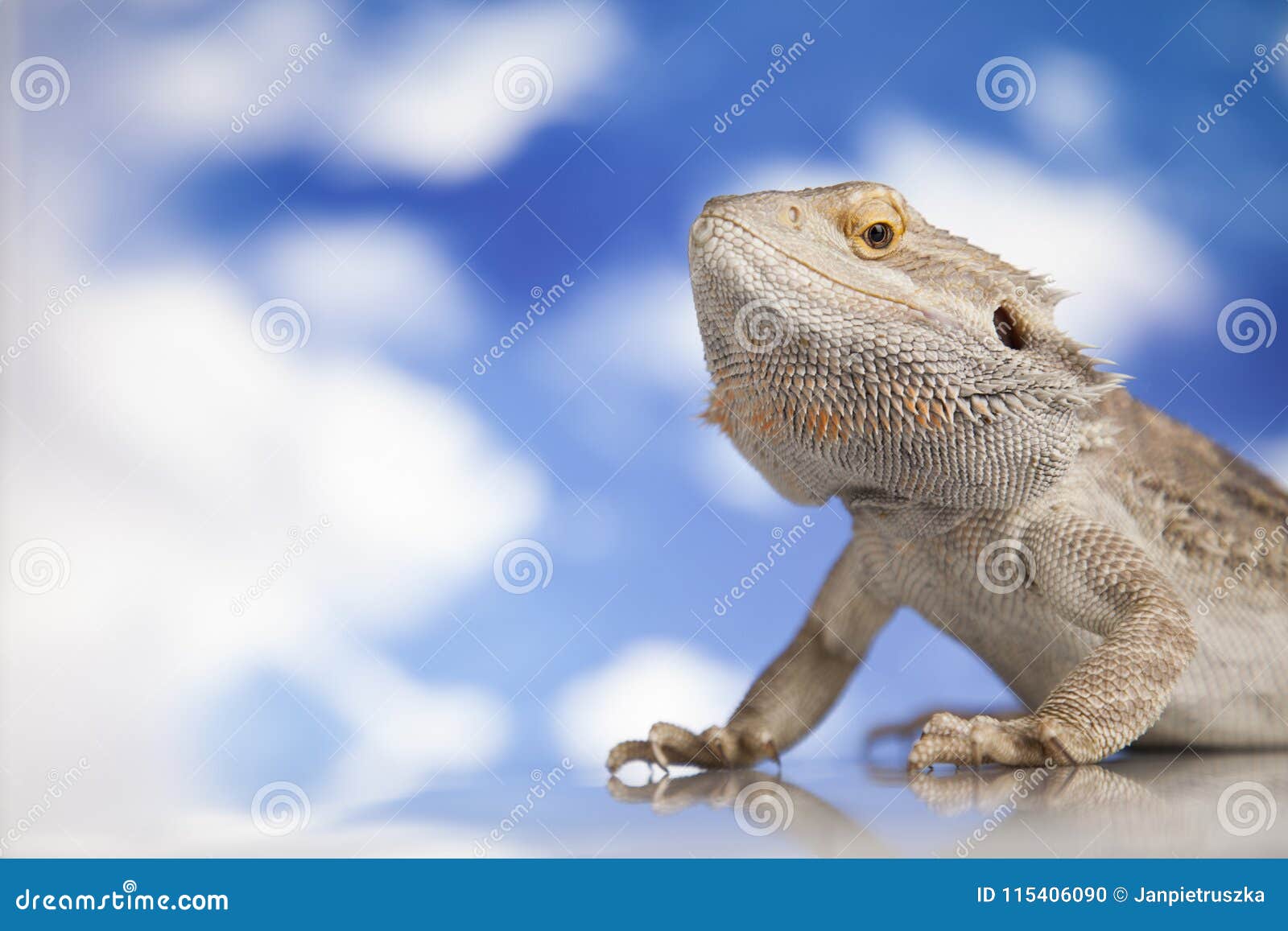 bearded dragon landscape bearded dragon landscape