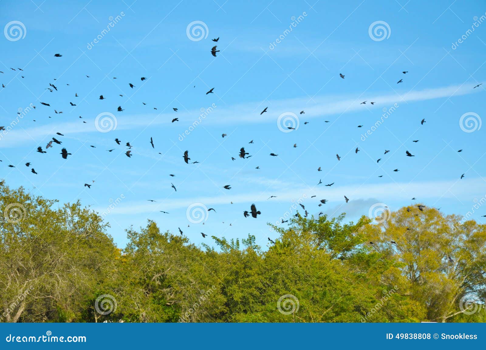 sky filled with crows