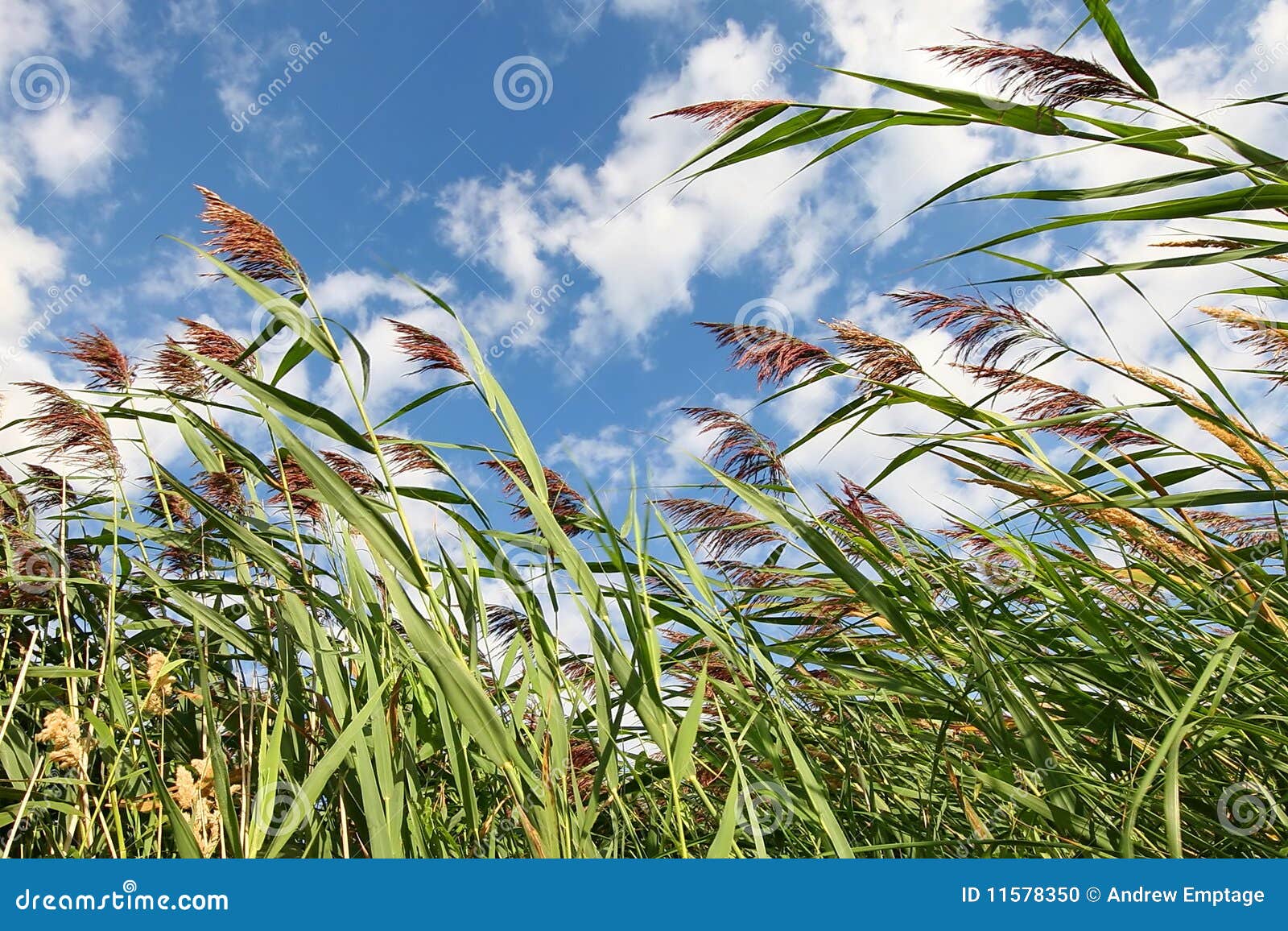 sky through reeds