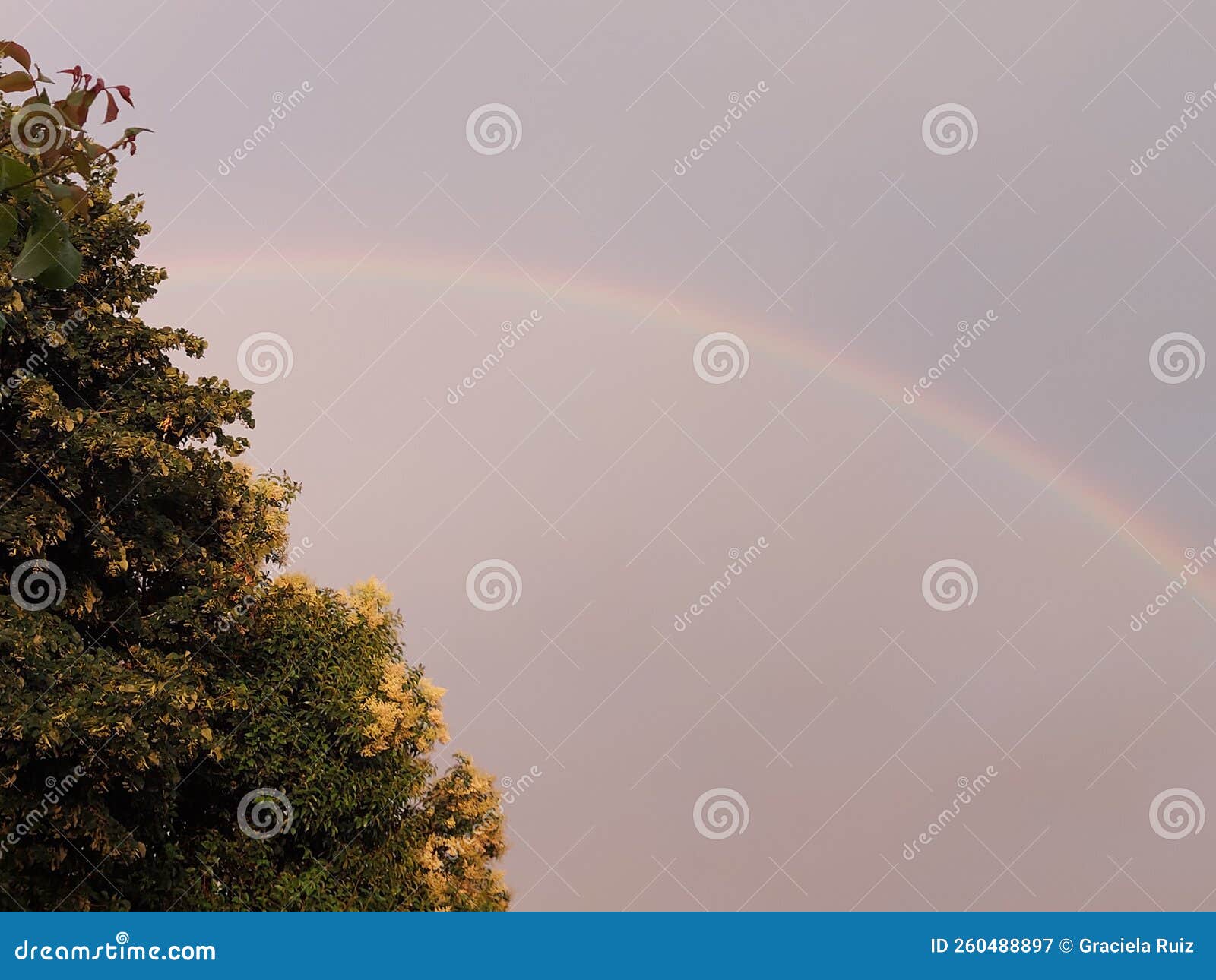 sky tree rainbow arco iris cielo