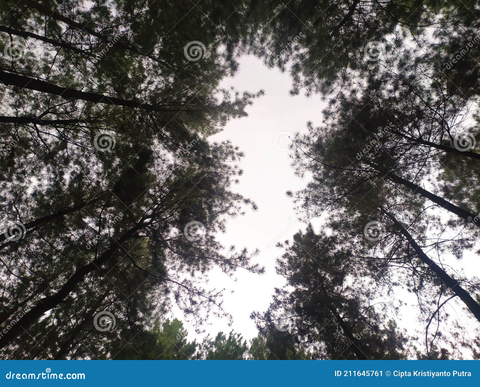 sky view obstructed by shady tree leaves