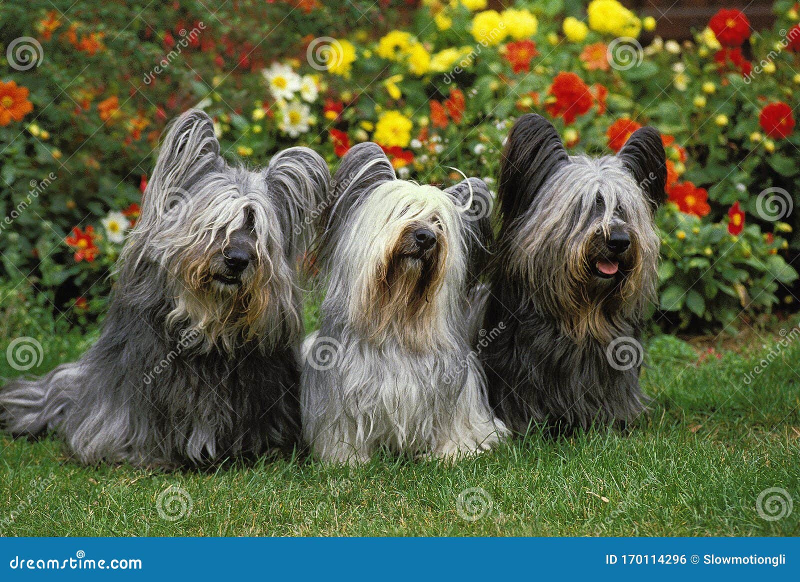 Skye Terrier Stock Photo Image Of Canidae Dogs Flower 170114296