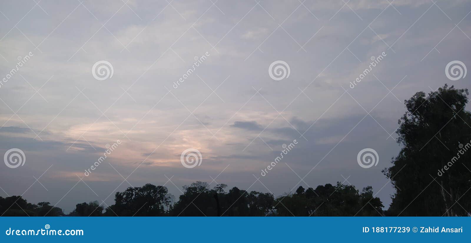 sky in the forest