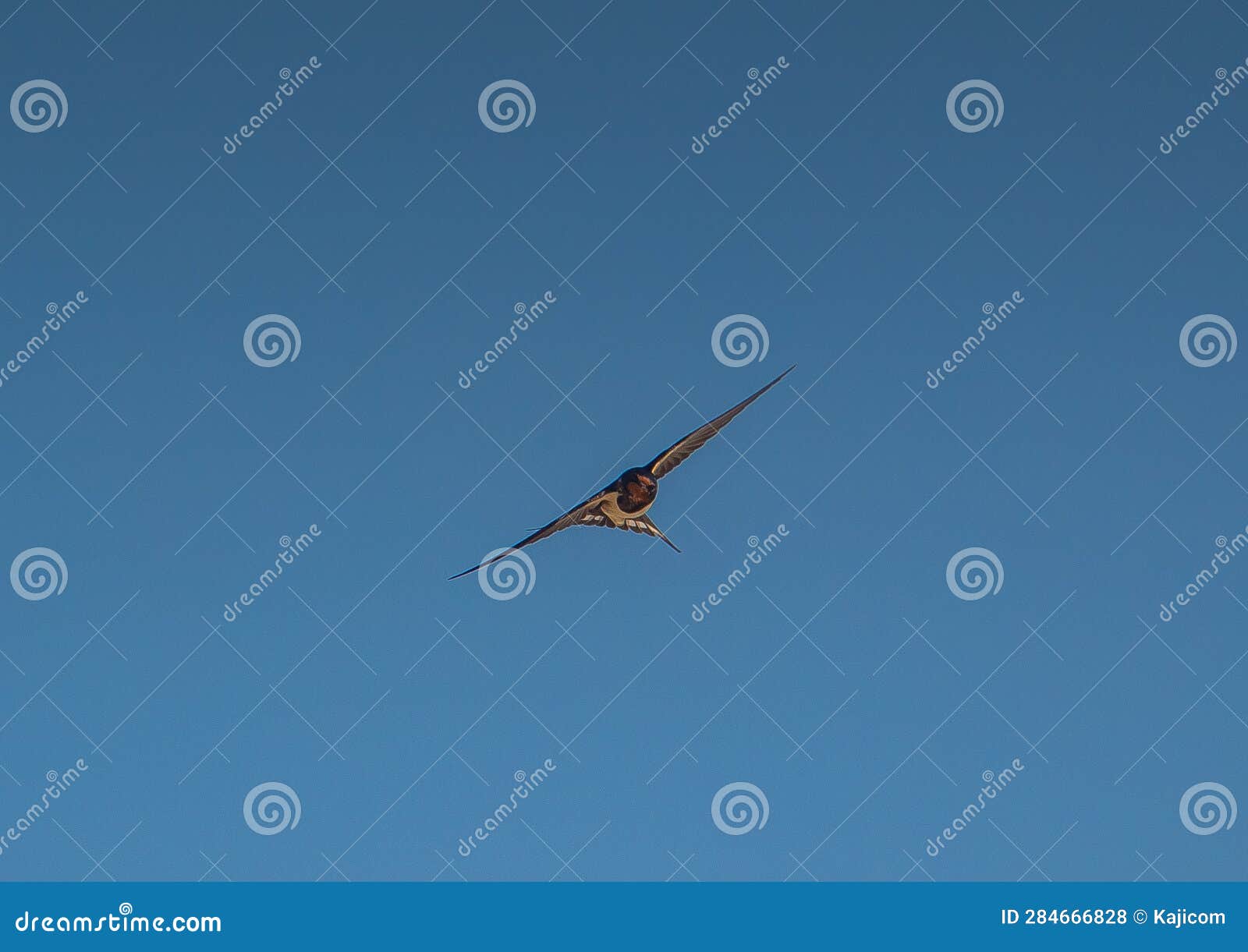 Skyward Gliders Barn Swallow Birds Soar in the Blue Sky Stock Photo