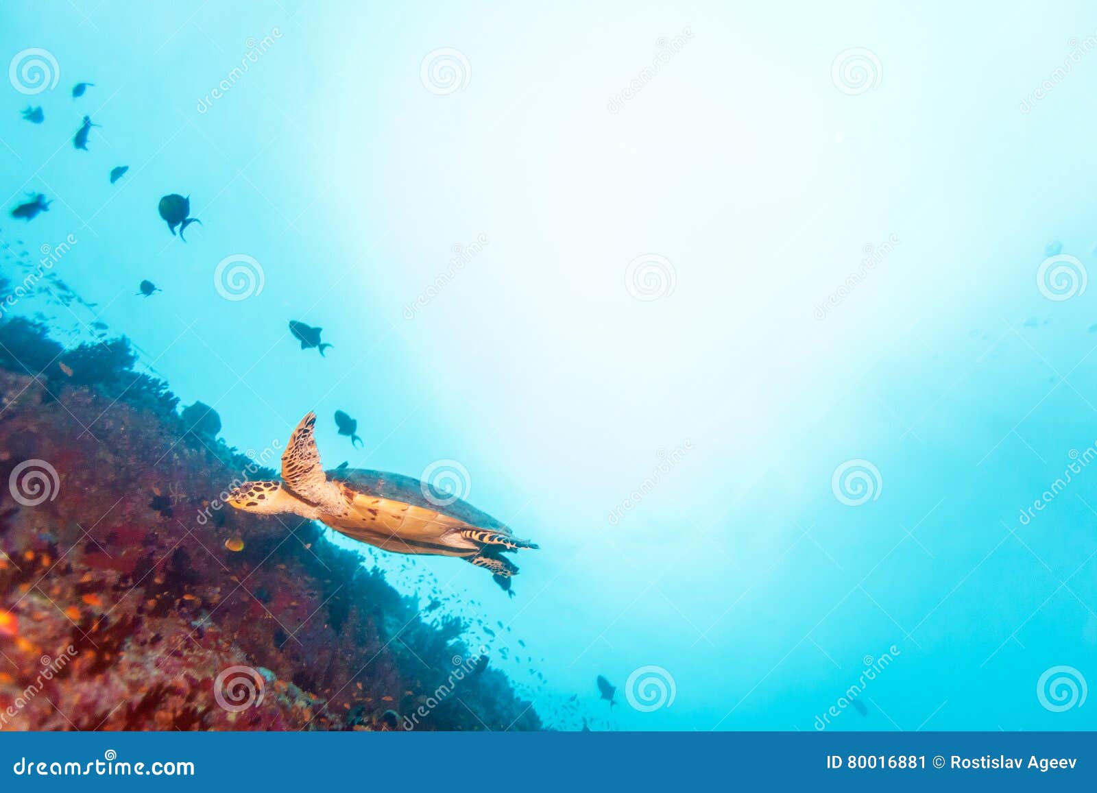 Sköldpadda för grönt hav nära Coral Reef, Maldiverna. Simma den gröna sköldpaddan & x28; Cheloniamydas& x29; och stor blå copyspace, Maldiverna
