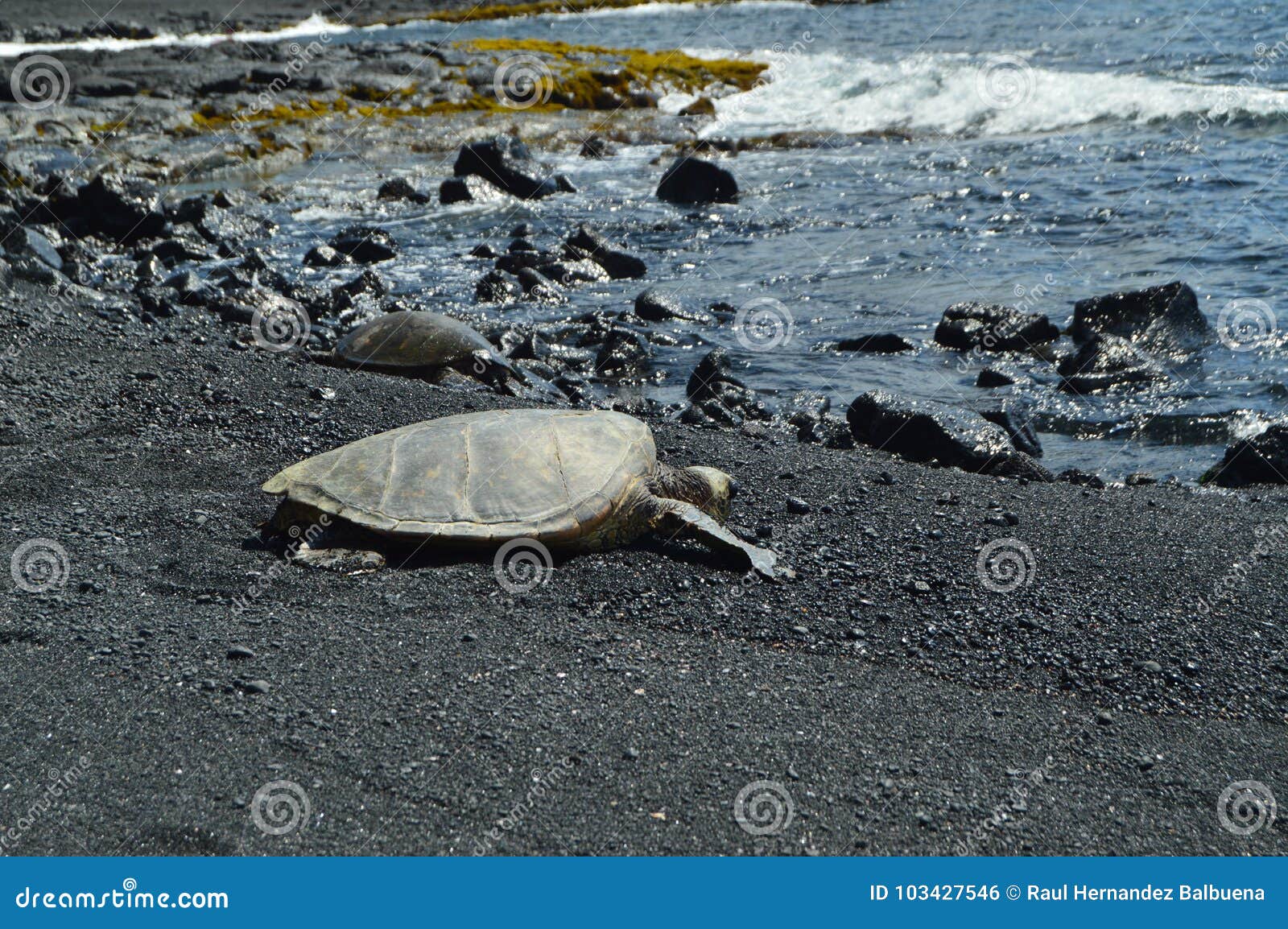 Sköldpaddor på en svart sandstrand i Hawaii Stor ö, USA EEUU