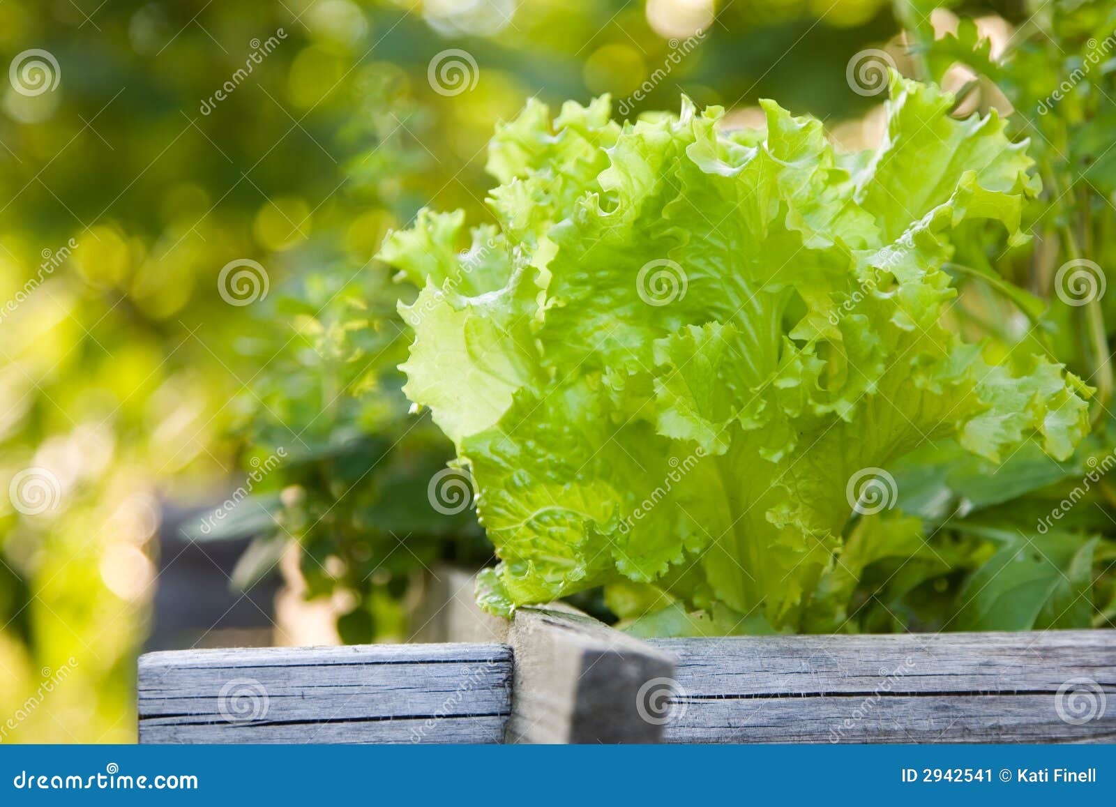 Het groene sla groeien in moestuin