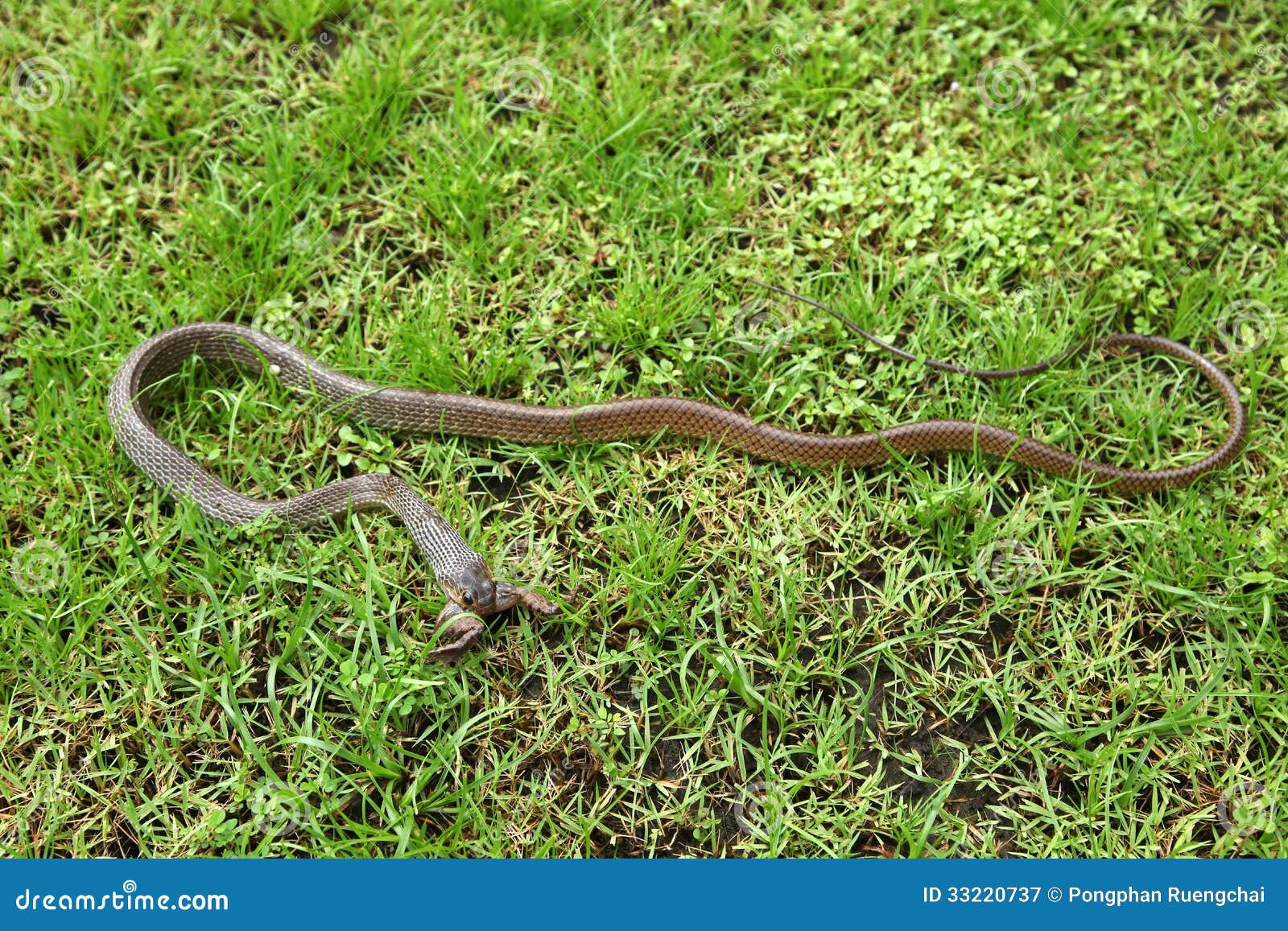 Slang die een pad slikken stock afbeelding. Image of adder 33220737