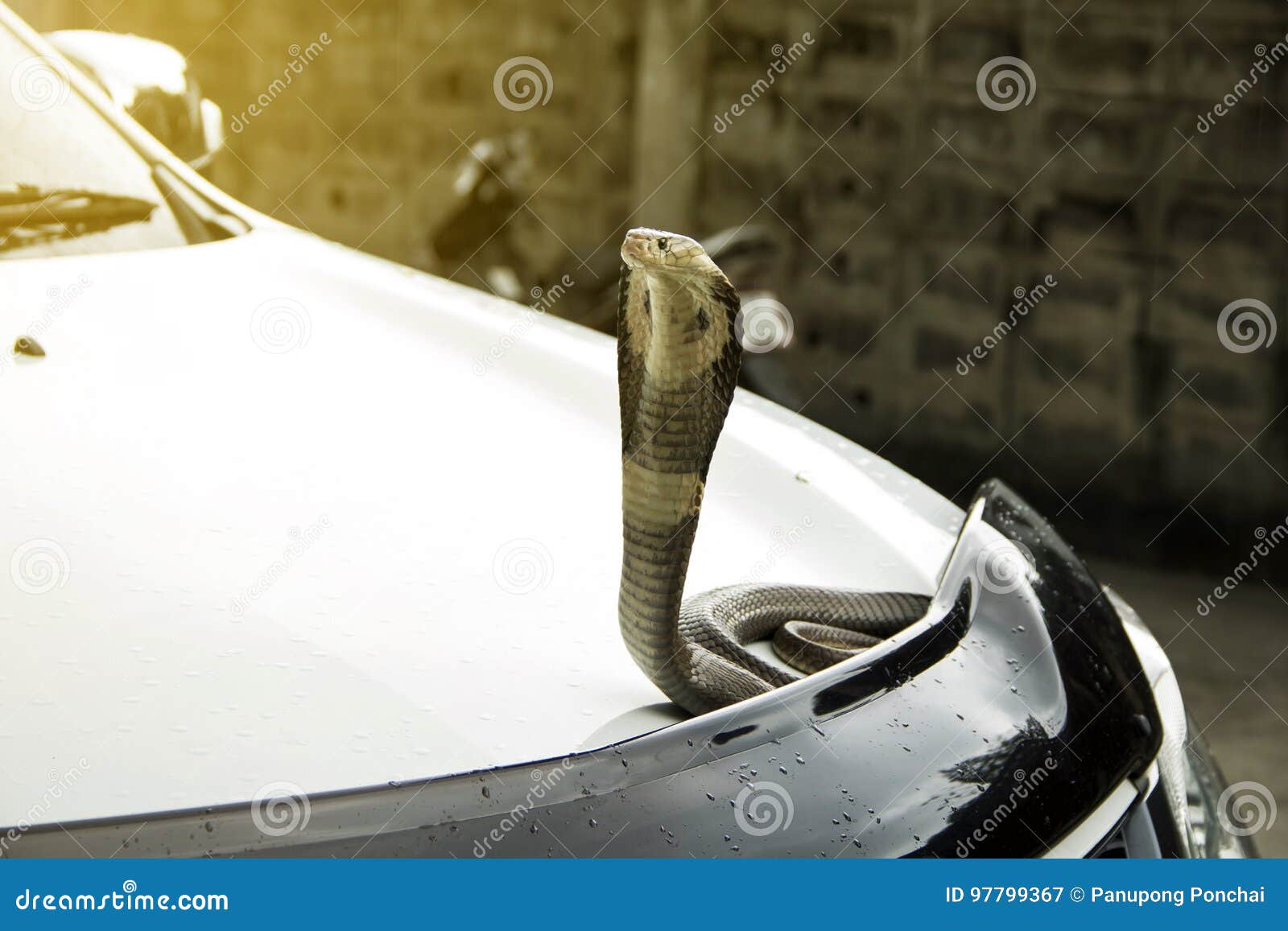 Slang Siamese Cobra Op De De Deksel Voorkap Stock Afbeelding - Image of goedkoop: 97799367