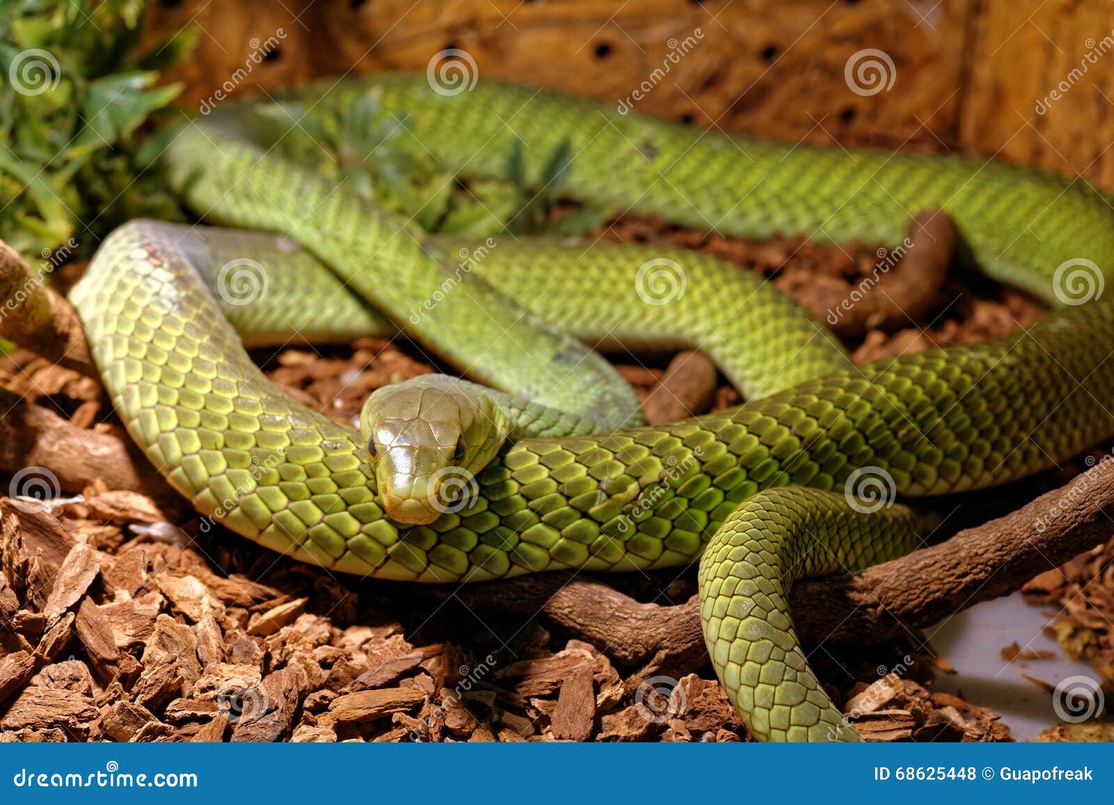 Ruim Tegen de wil Kritisch Slang in Terrarium - Groene Rattenslang Stock Foto - Image of opteller,  nachtelijk: 68625448