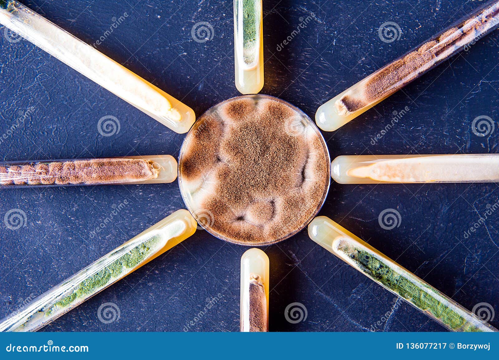 mold cultures in lab dishes