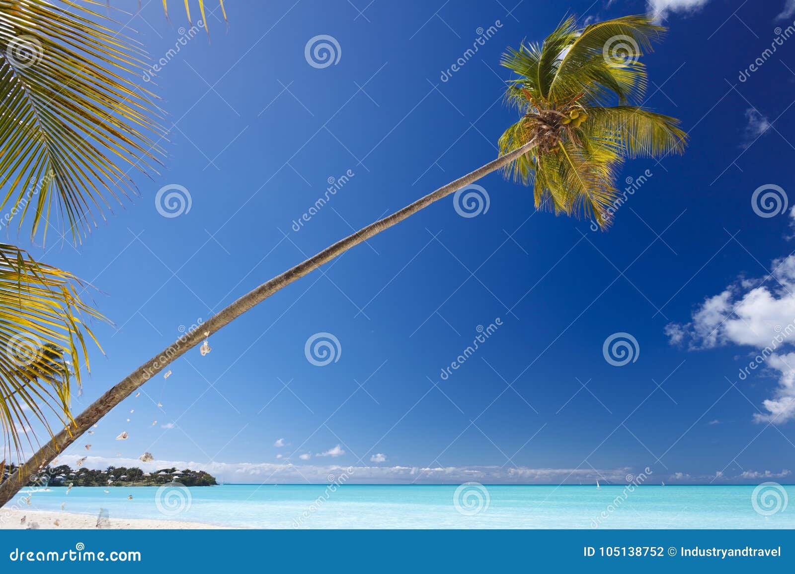 West Indies Antigua Postcard Coconut Palm Trees on a Pretty Beach Caribbean 