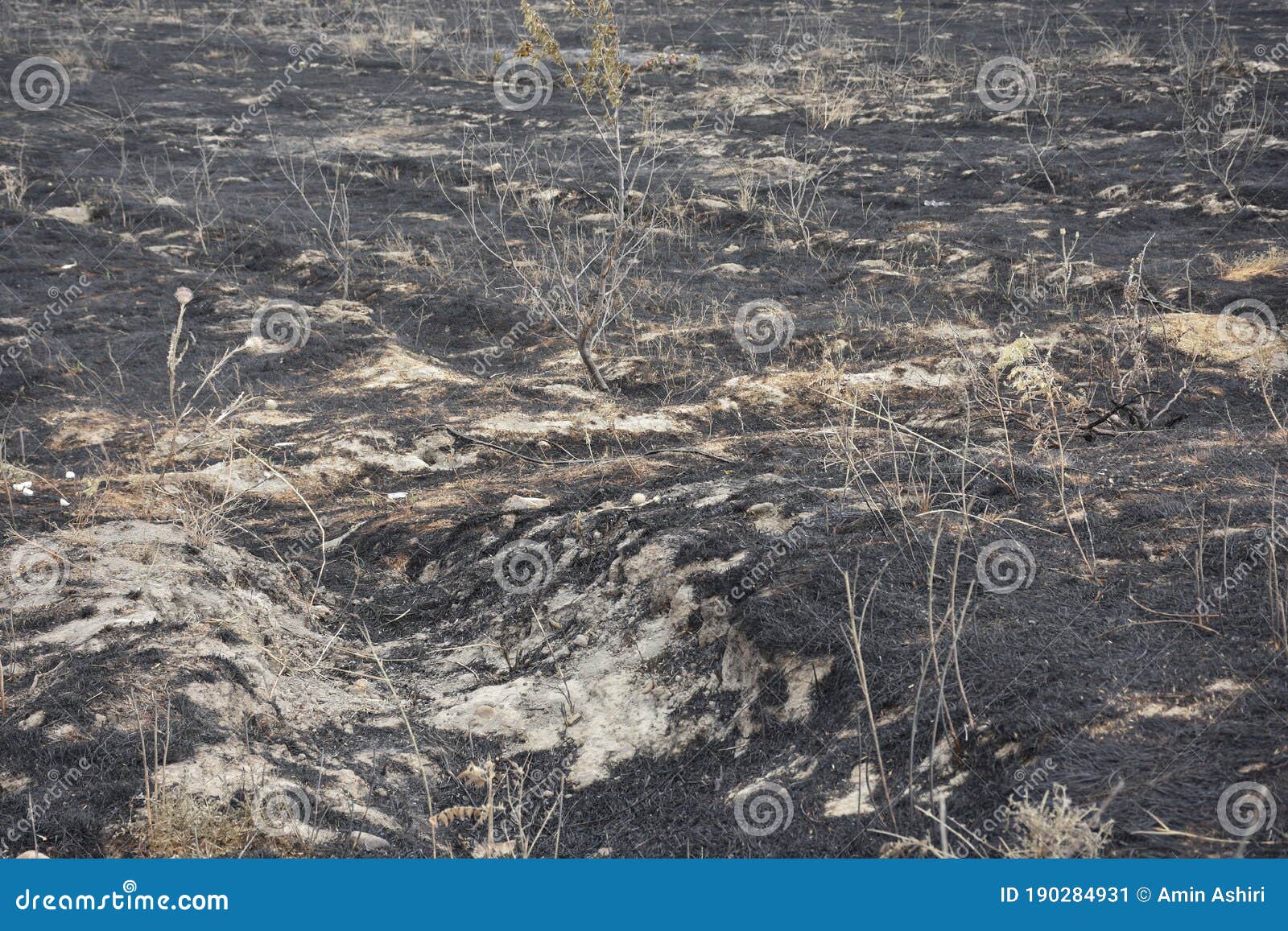 Slash And Burn Cultivation Stock Photo 41095686