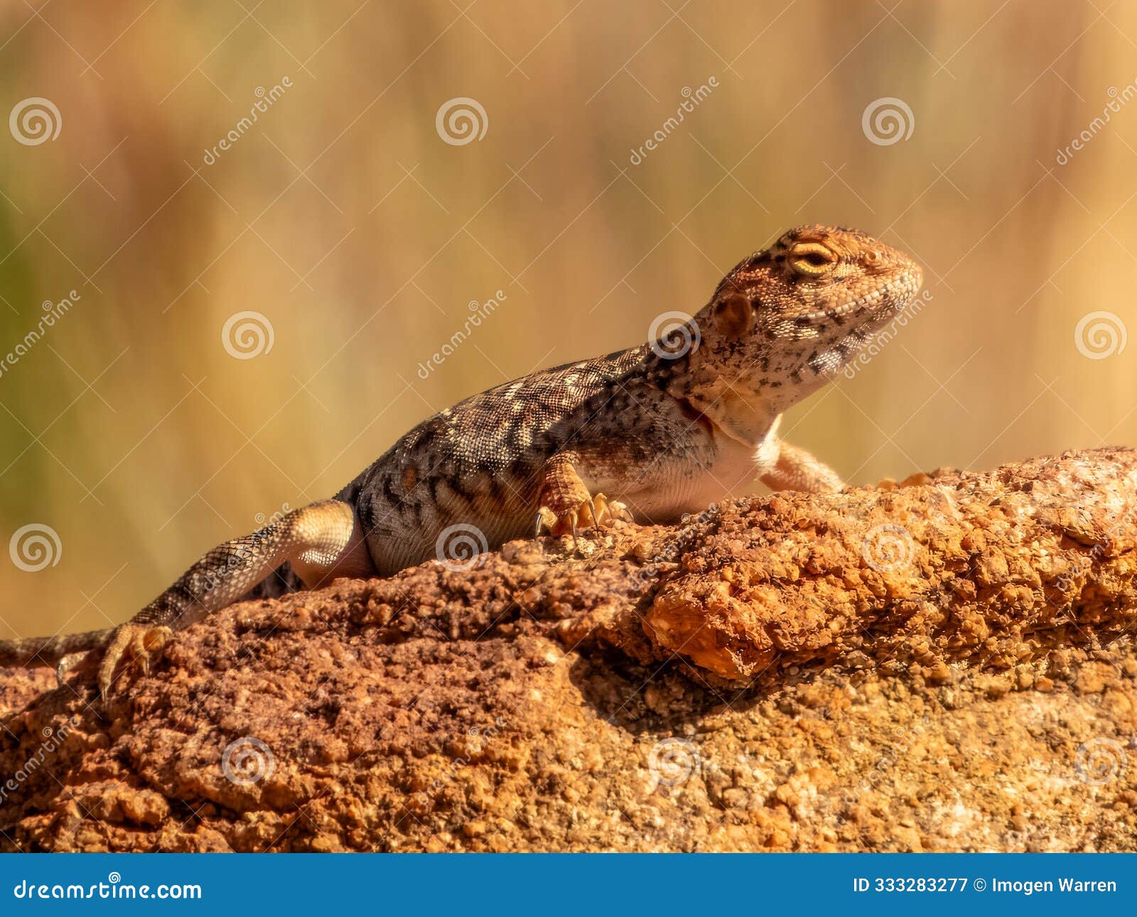 slater's ring-tailed dragon (ctenophorus slateri) in central australia