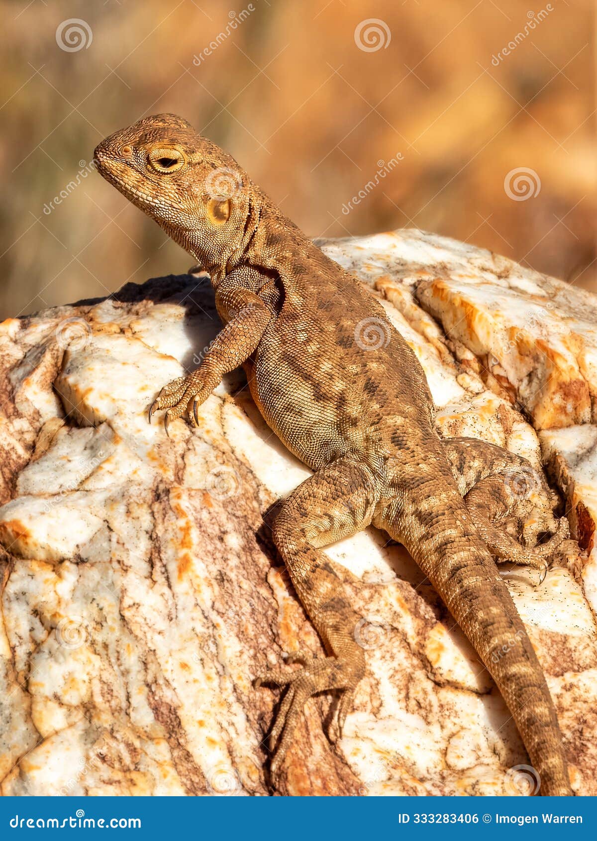 slater's ring-tailed dragon (ctenophorus slateri) in central australia