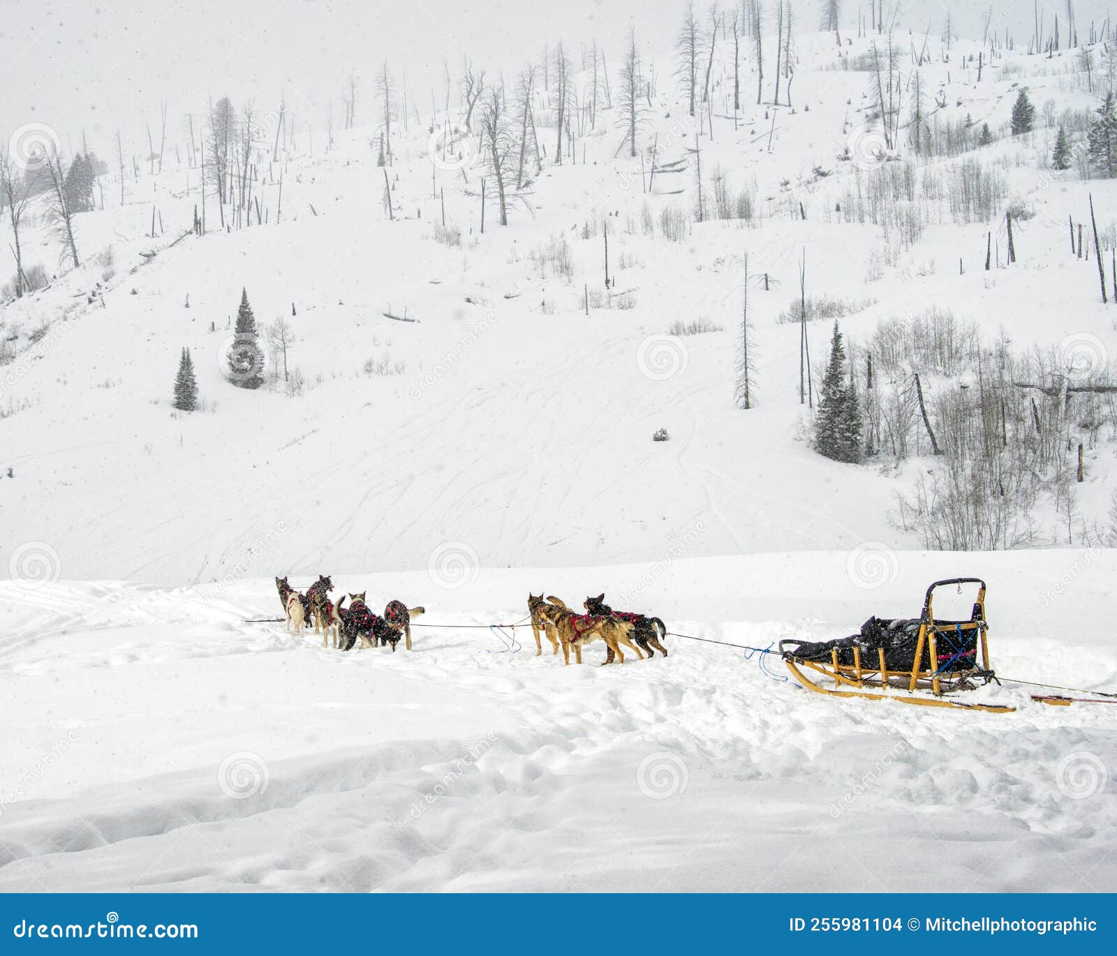 Sled Dogs with Sled in Falling Snow Stock Photo Image of transportion