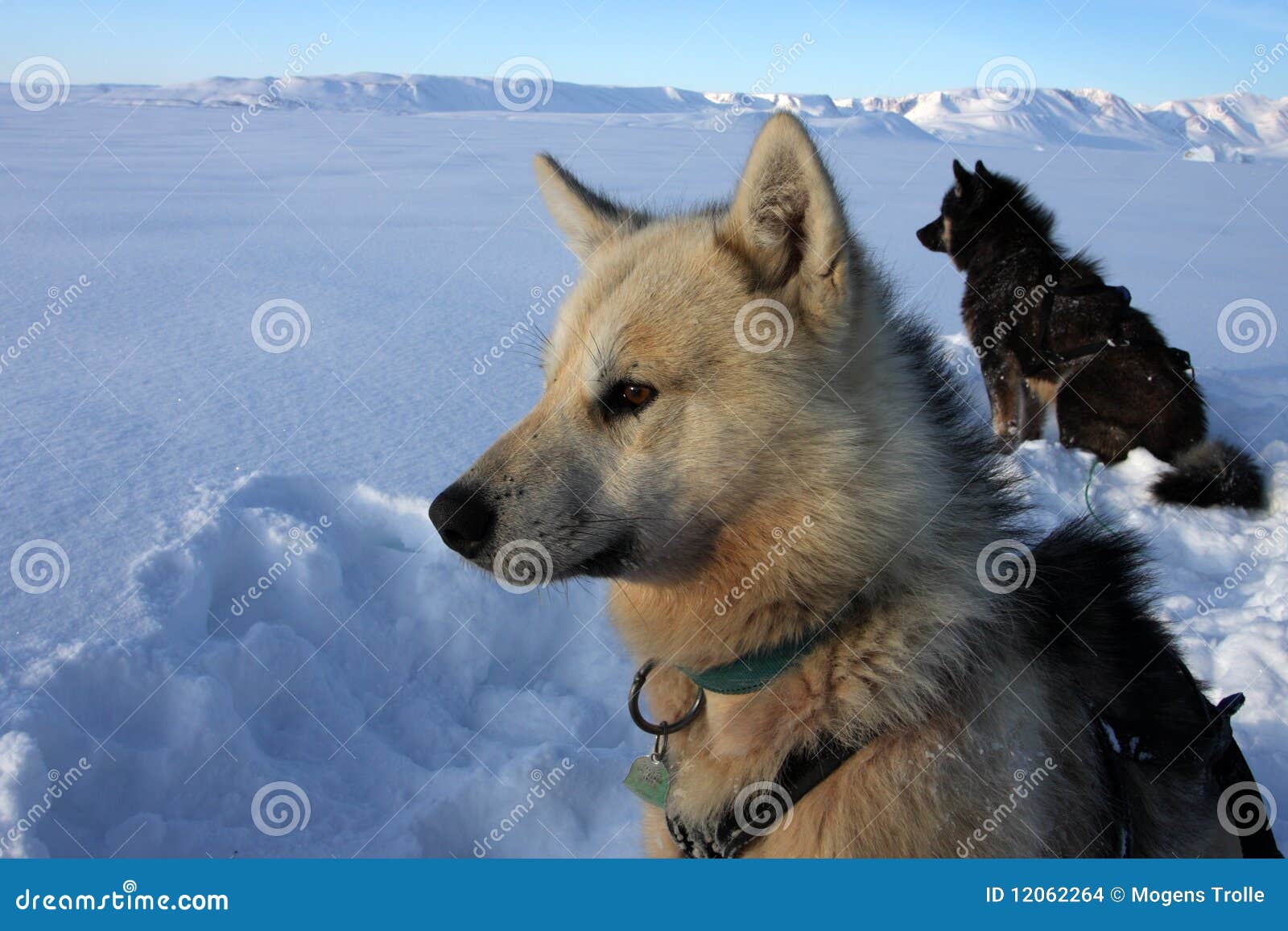 Sled Dogs of Polar-bear Hunter, East Greenland Stock Photo - Image of  landscape, cool: 12062264