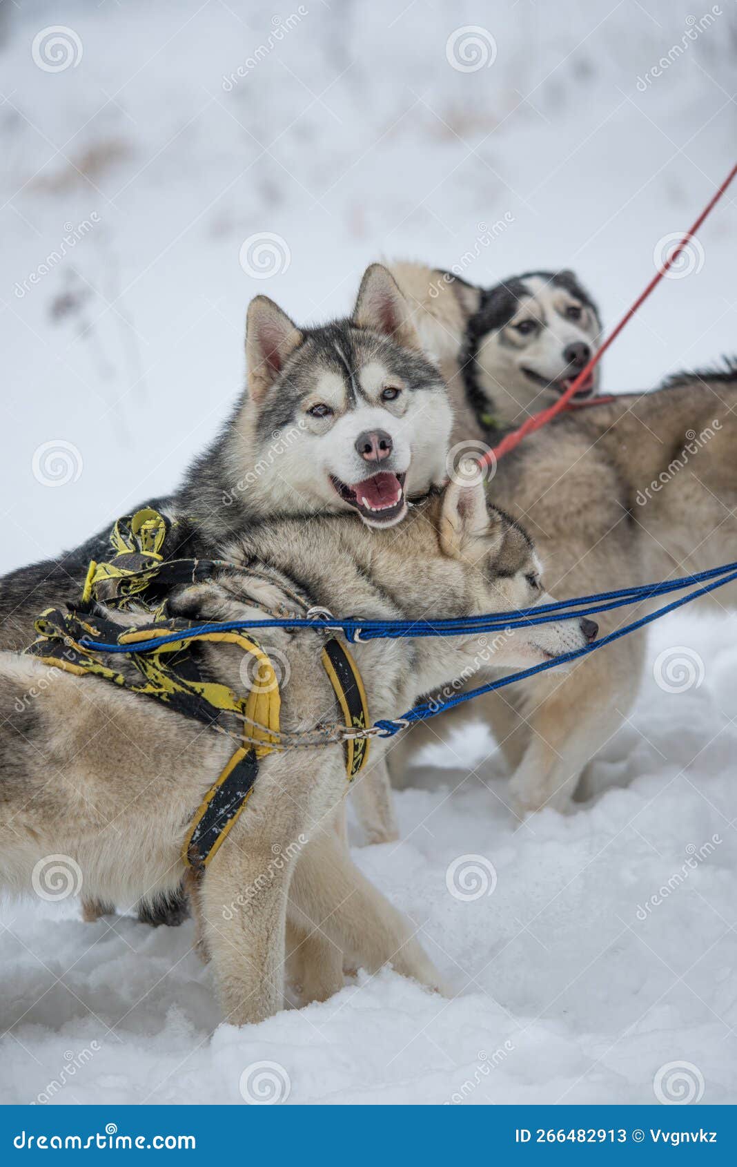 Sled Dogs of the Siberian Husky Breed in Harness Stock Image Image of