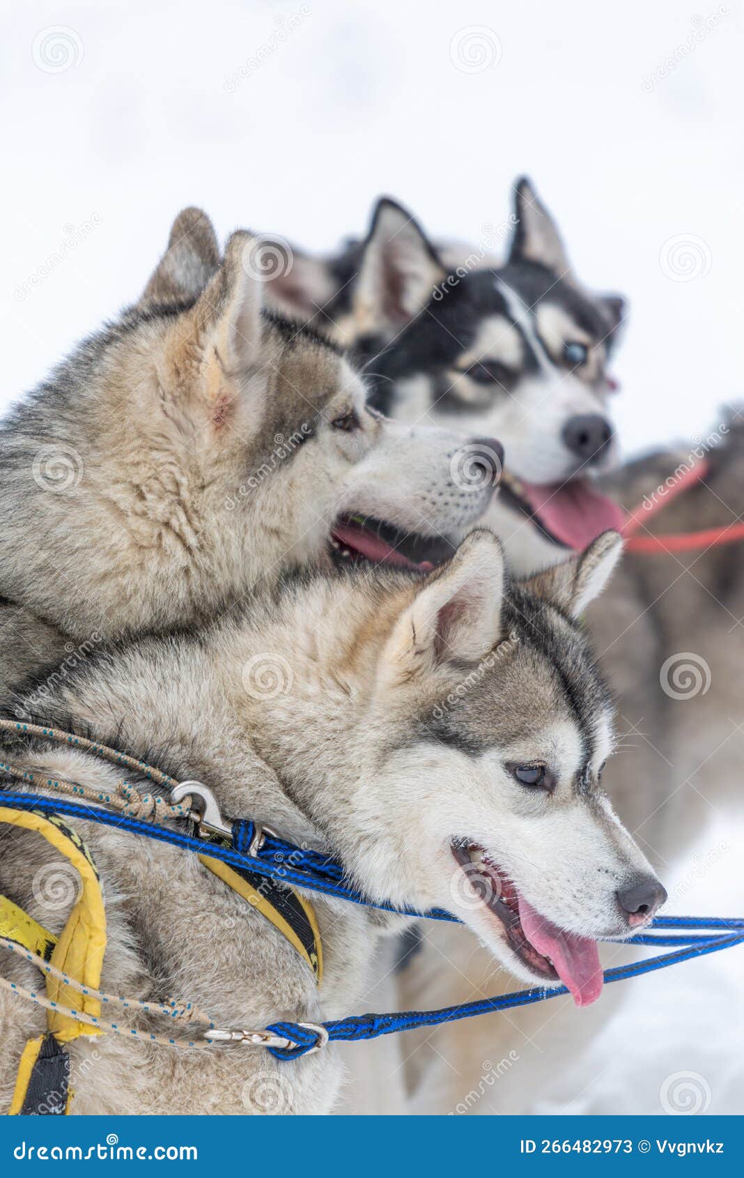 Sled Dogs of the Siberian Husky Breed in Harness Stock Image Image of