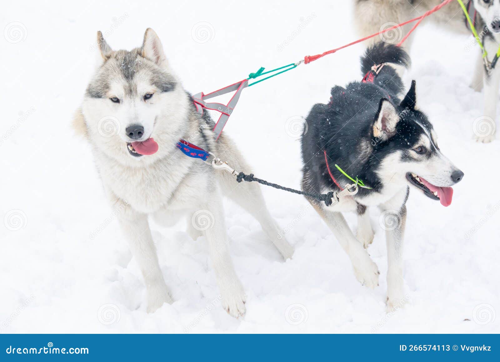 Sled Dogs of the Siberian Husky Breed in Harness Stock Image Image of