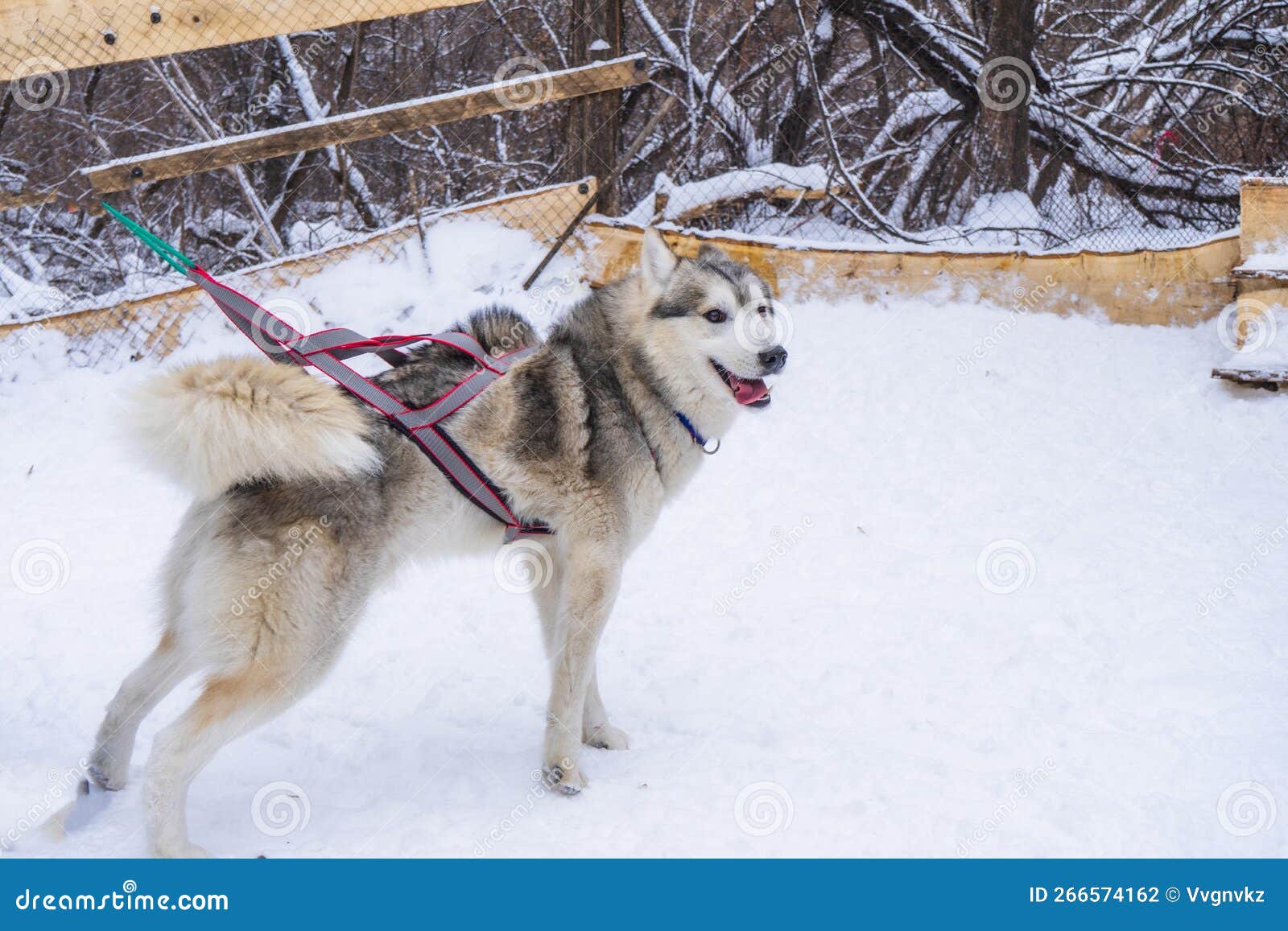Sled Dogs of the Siberian Husky Breed in Harness Stock Photo Image of