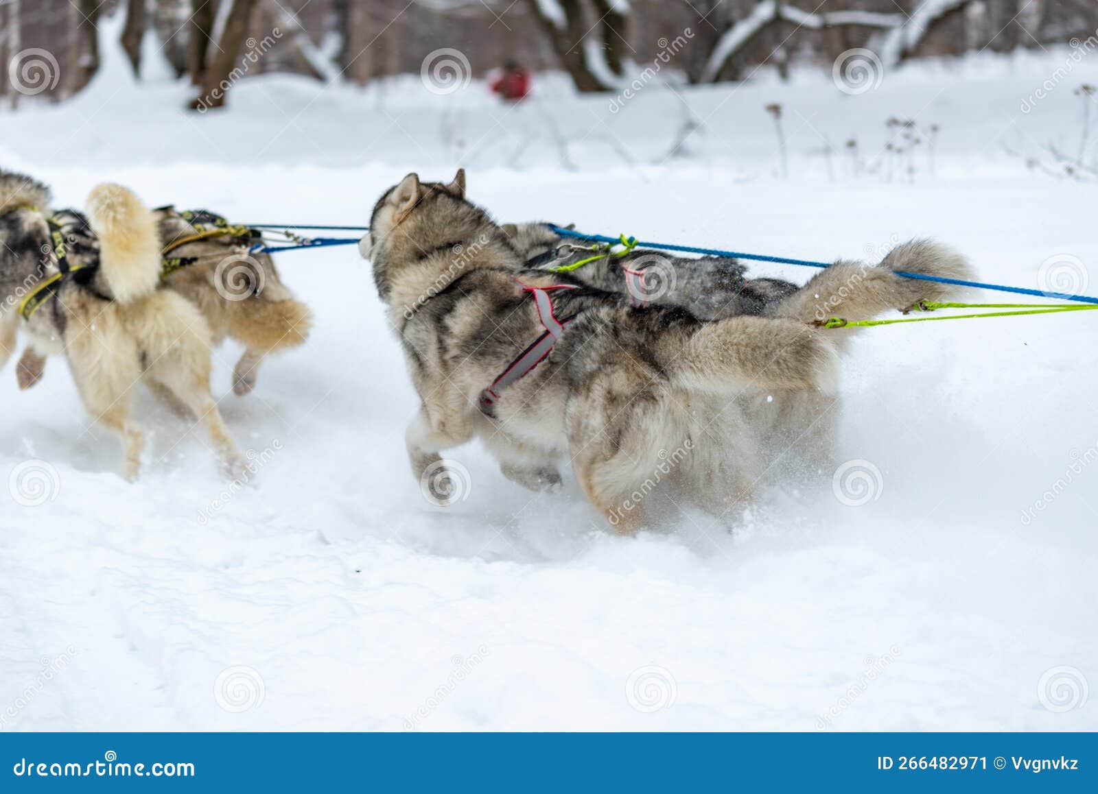 Sled Dogs of the Siberian Husky Breed in Motion Stock Image Image of