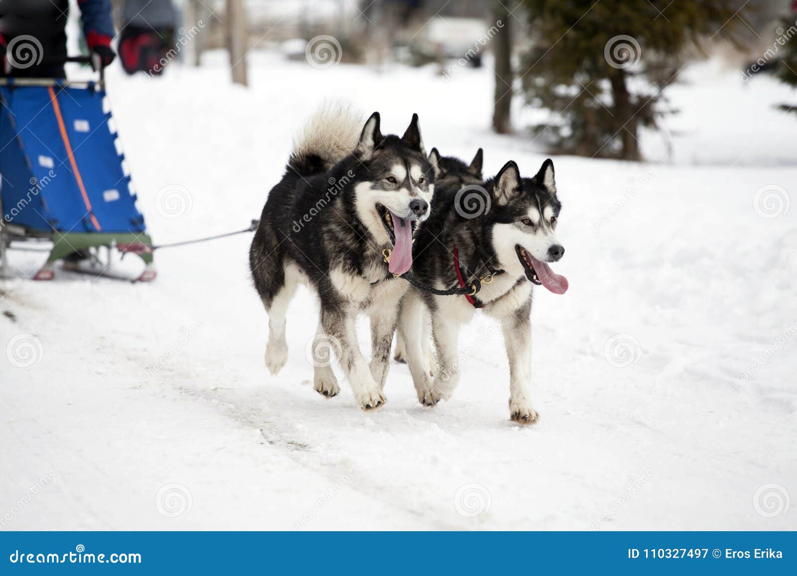 Sledding met de malamutehonden van Alaska in Roemenië. Hond-Sledding met malamute van Alaska in de wildernis