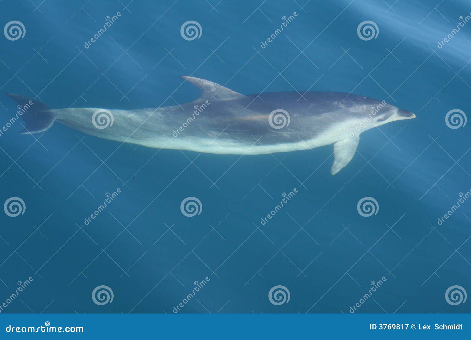 sleek dusky dolphin swimming