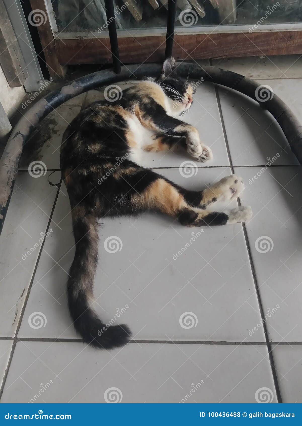 Sleep cat stock photo. Image of sleep, floor, animal 100436488