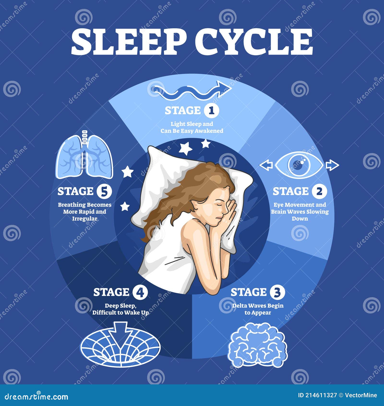 Sleep Cycle With Labeled Night Stages And Phases Description Outline Diagram Stock Vector