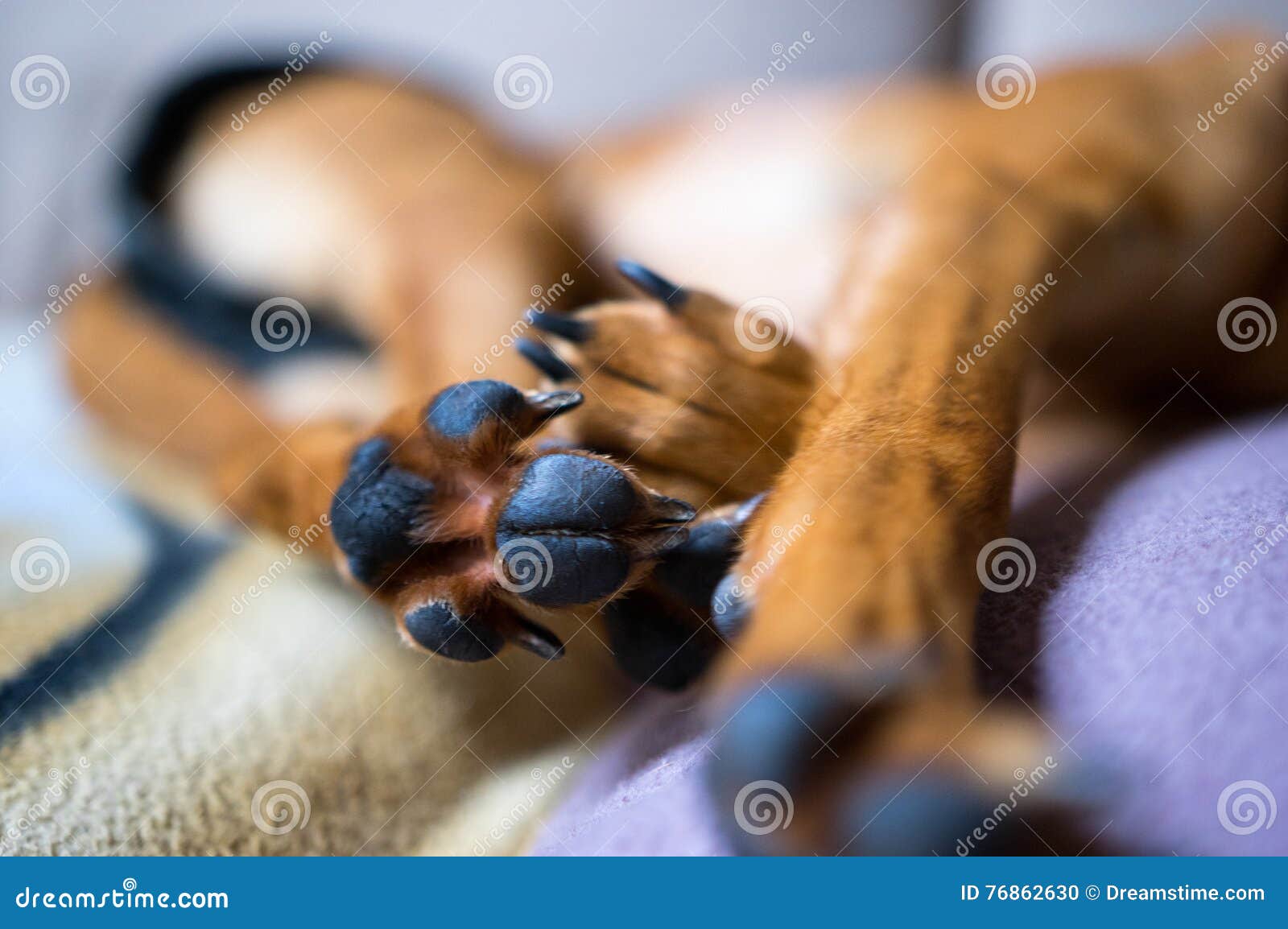 Sleep dog stock photo. Image of paws, couch, sleeping 76862630