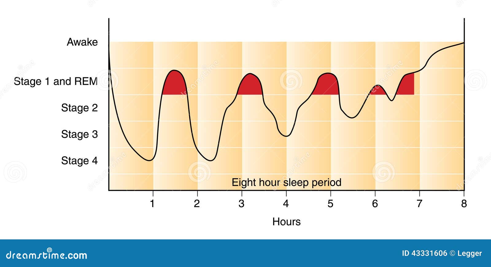 sleep graph