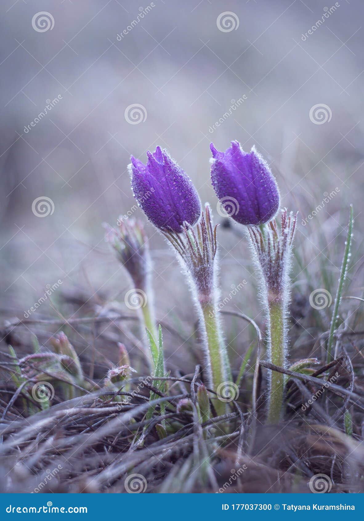 sleep grass, snowdrop, in the spring in the steppe