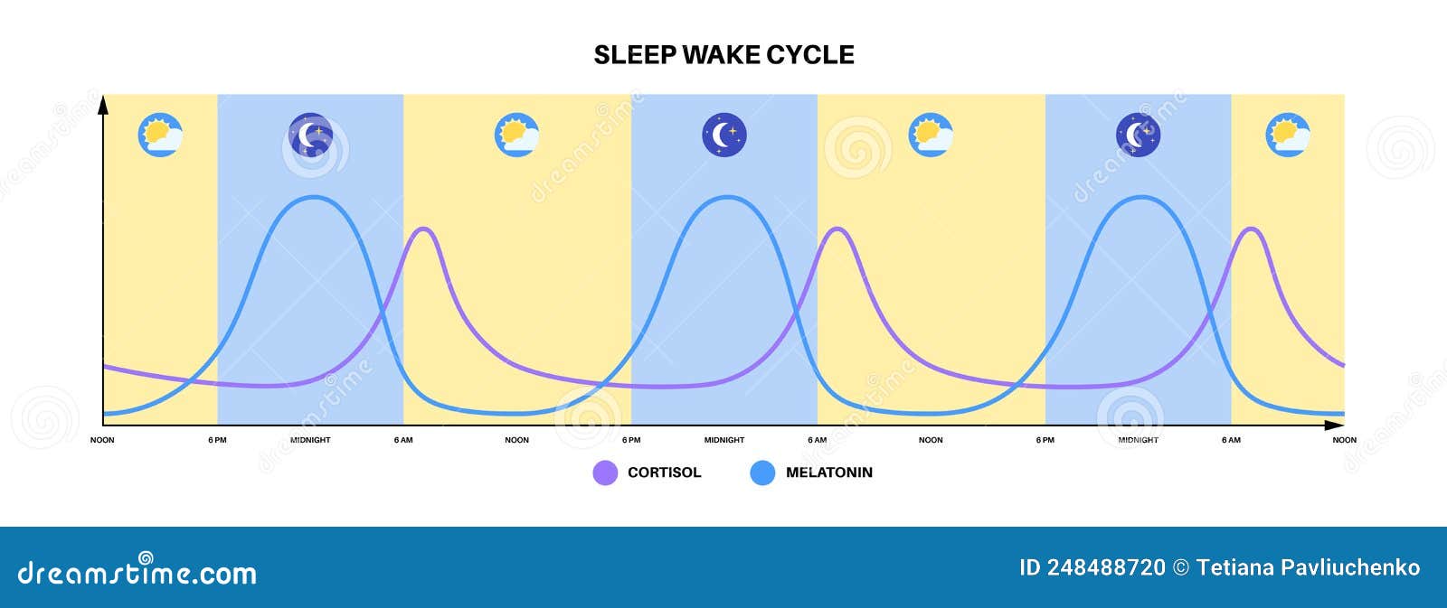 Sleep Wake Cycle Stock Vector. Illustration Of Serotonin - 248488720