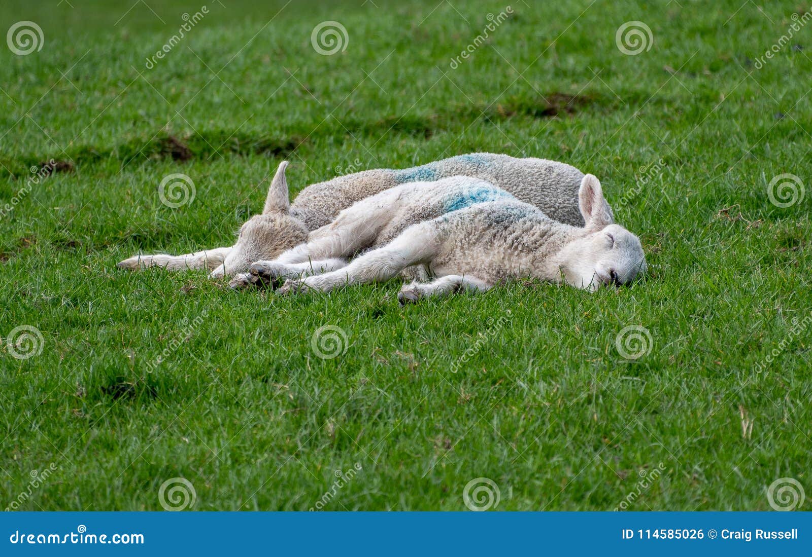 Sleeping baby lambs stock photo. Image of farming, little 114585026