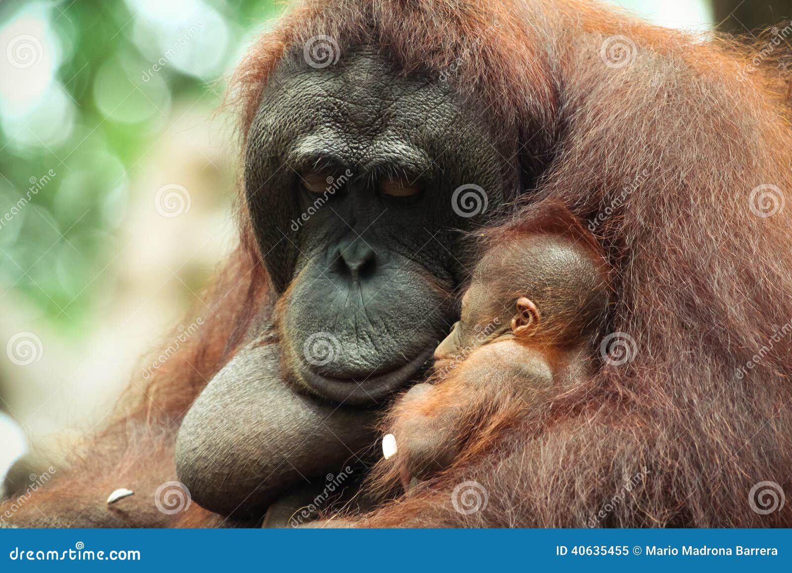  Sleeping Baby Orangutan  stock image Image of sleep 
