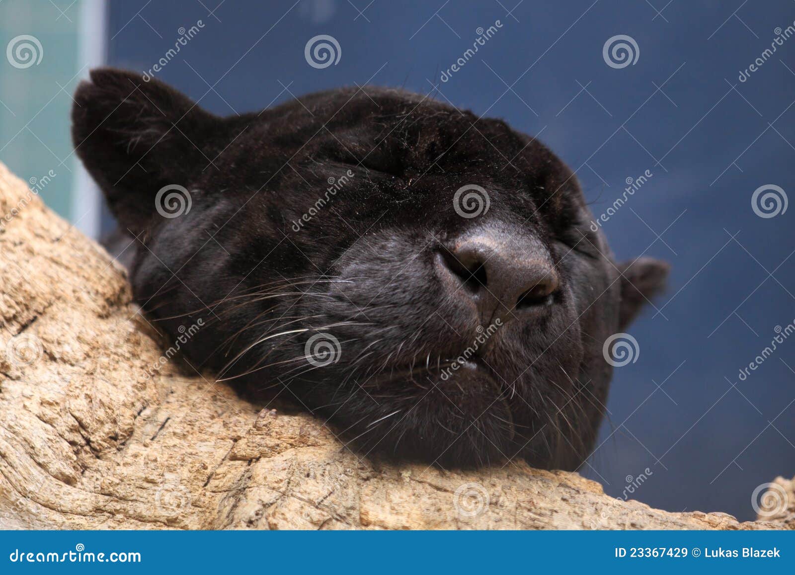 Sleeping Black Panther Royalty Free Stock Images Image 23367429