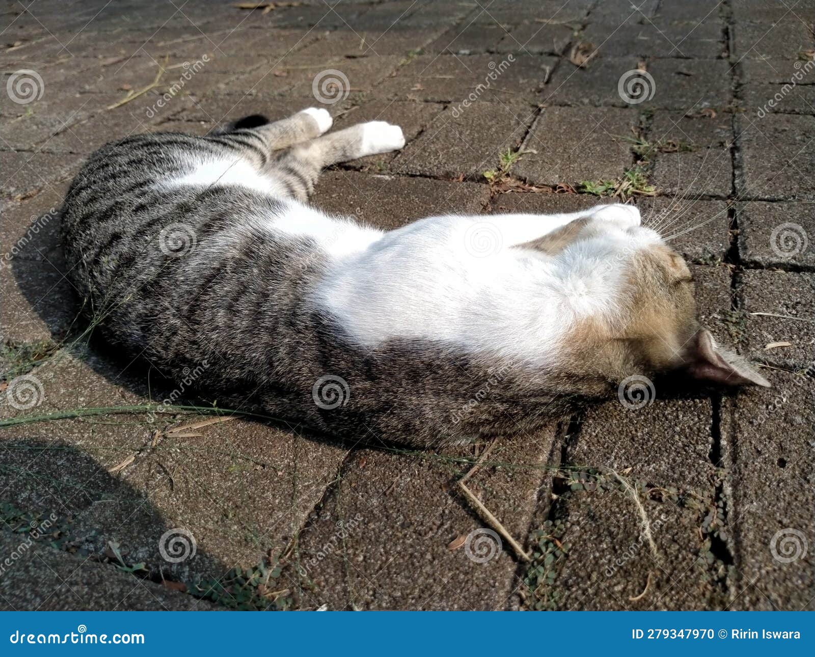 Sleeping Black and White Cat Stock Photo - Image of black, kitten
