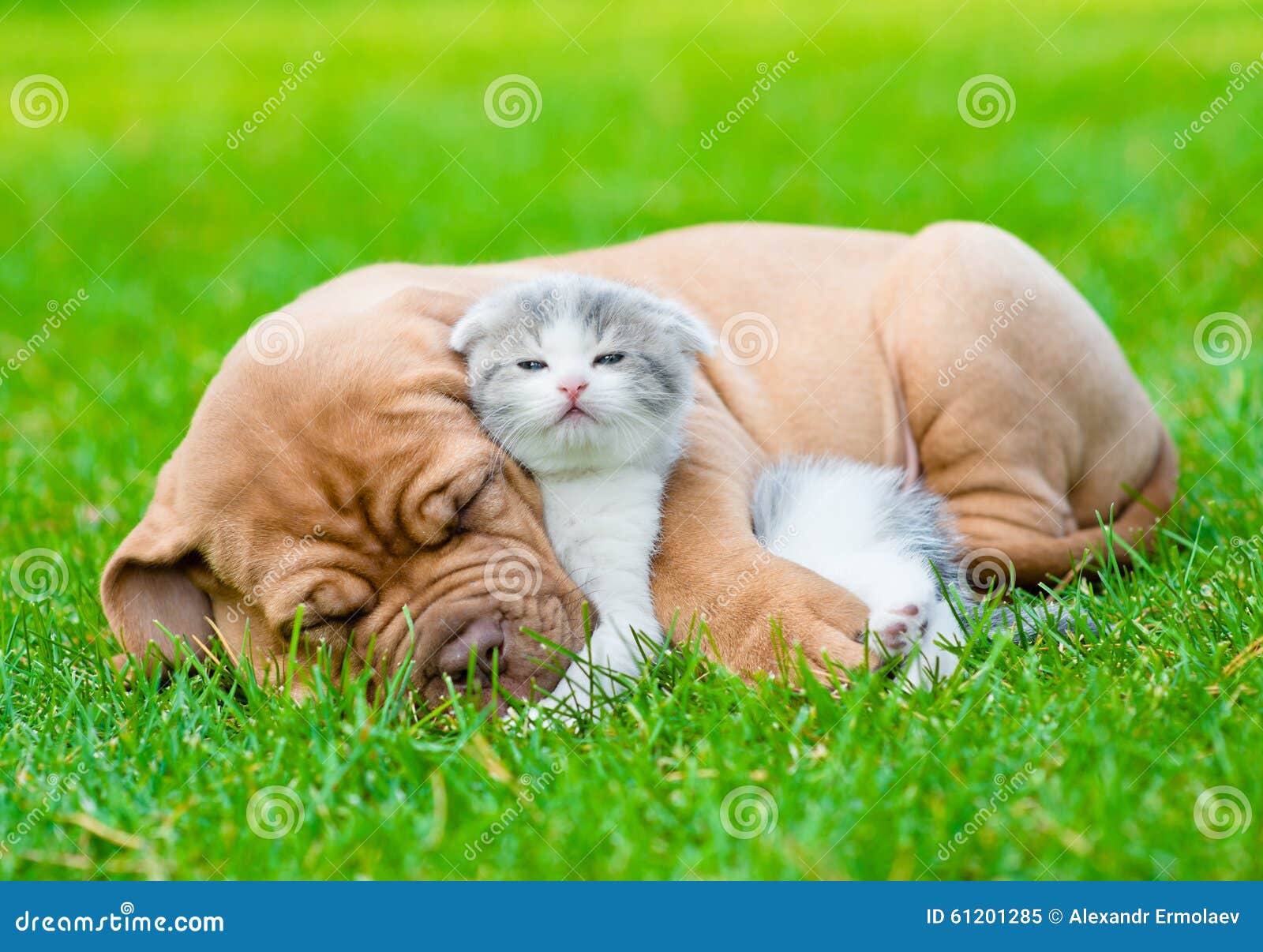 sleeping bordeaux puppy dog hugs newborn kitten on green grass