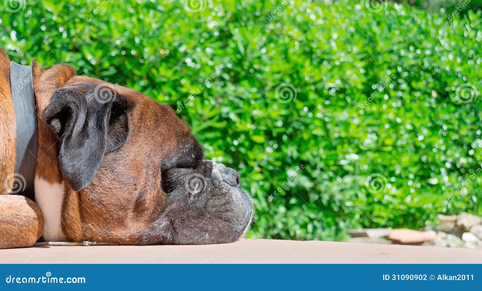 Sleeping boxer stock photo. Image of tired, rest, garden 31090902