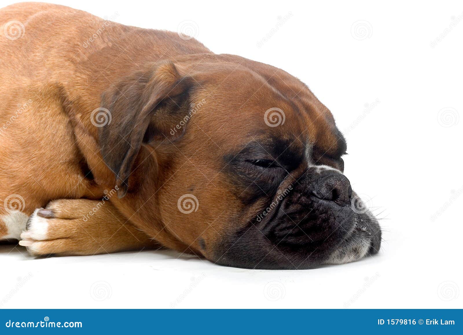 Sleeping brown boxer stock photo. Image of domestic, animal 1579816