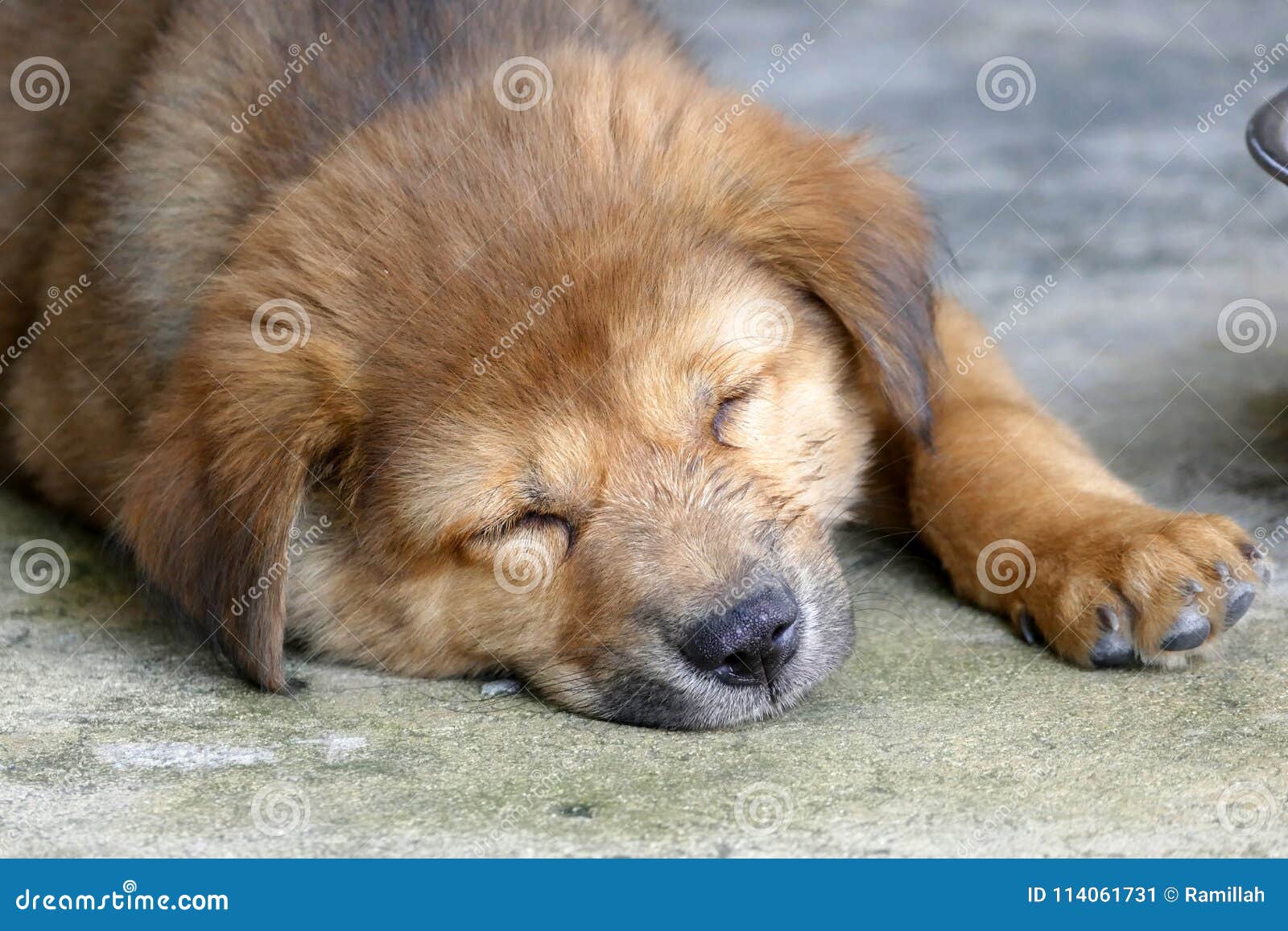Sleeping Brown Puppy Dog Lying on the Ground Stock Image Image of