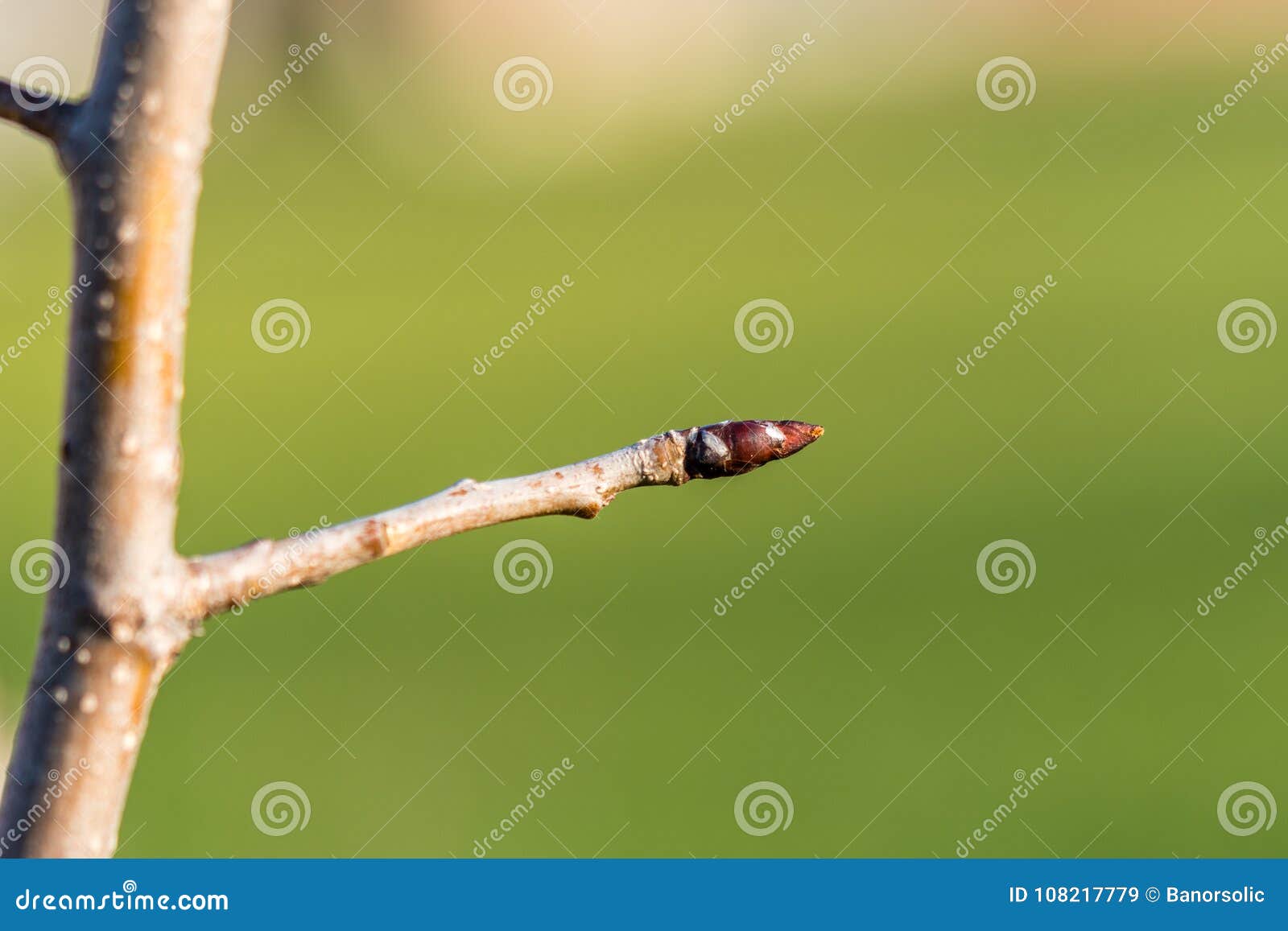 Sleeping Bud on Apple Stem, Closeup Stock Image - Image of apple