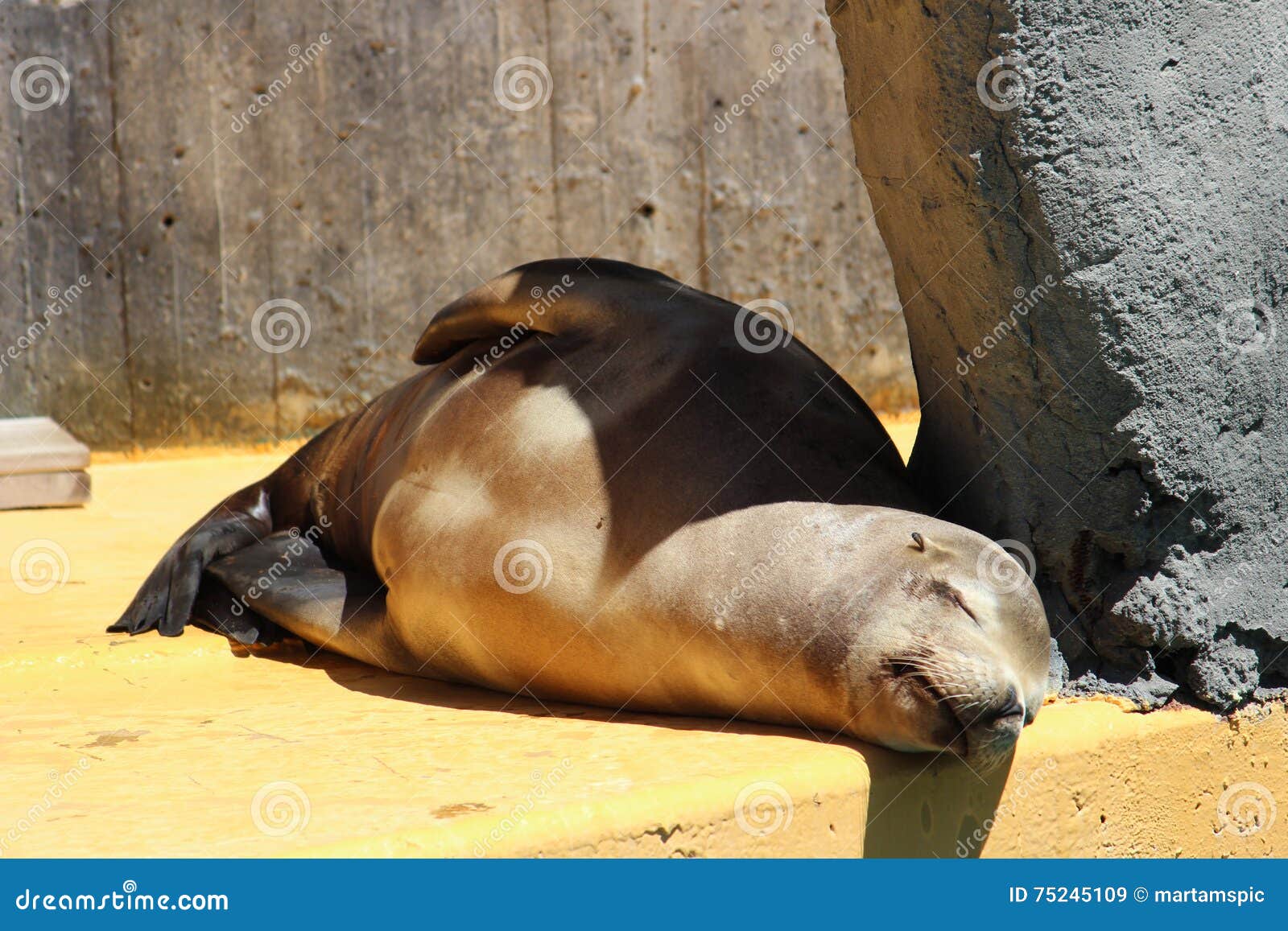 sleeping california sea lion