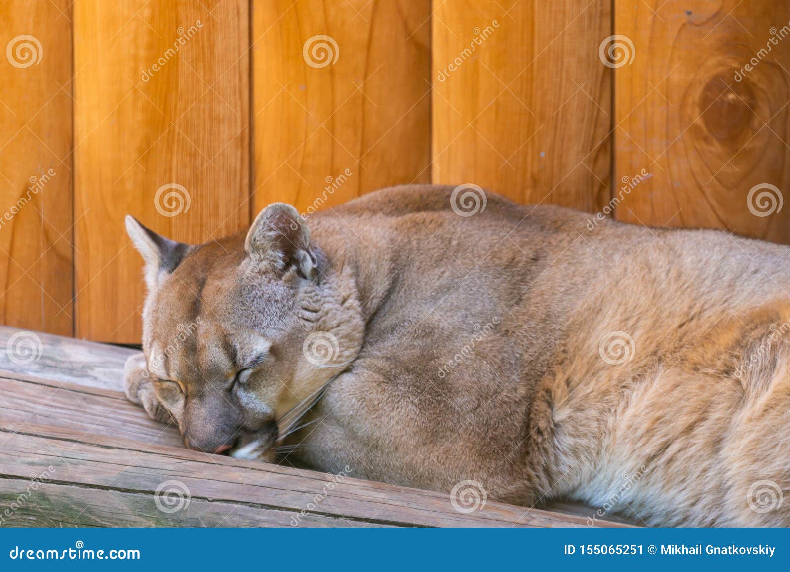 sleeping canadian mountain puma or puma concolor