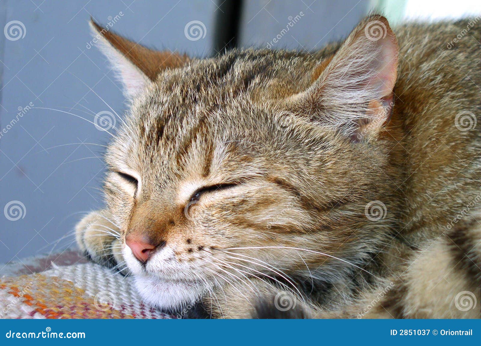 Kawaii cat hi-res stock photography and images - Alamy