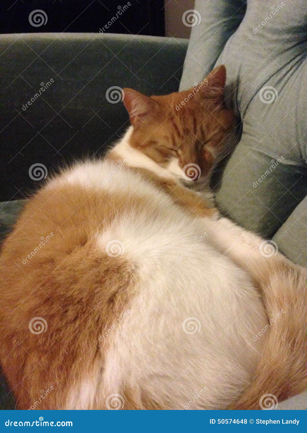 Sleeping cat stock photo. Image of sleeping, white, cute - 50574648