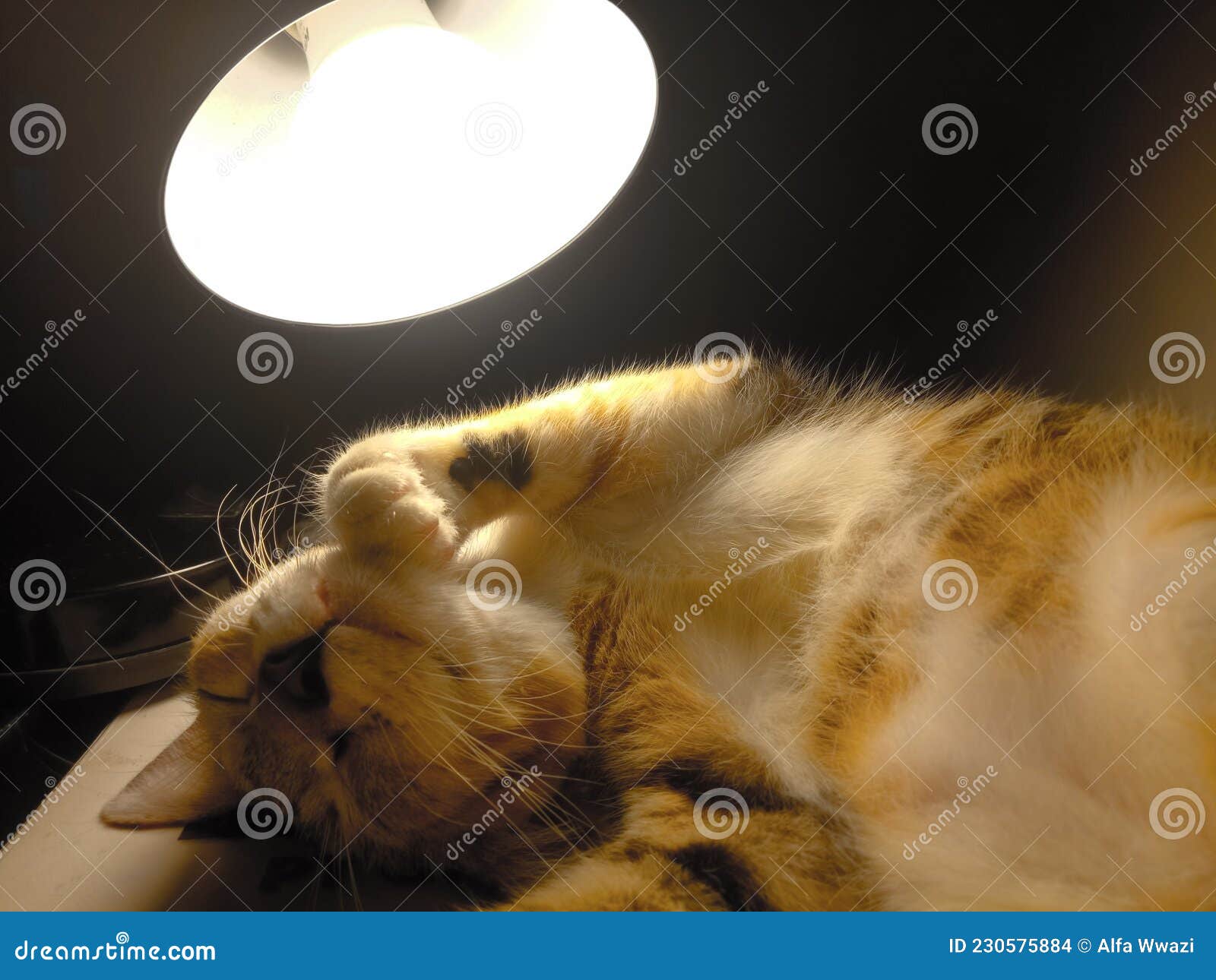 Sleeping Cat in a Dark Room Stock Photo Image of bedtime, black